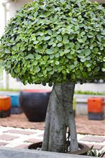 Фото The Jomtien Twelve