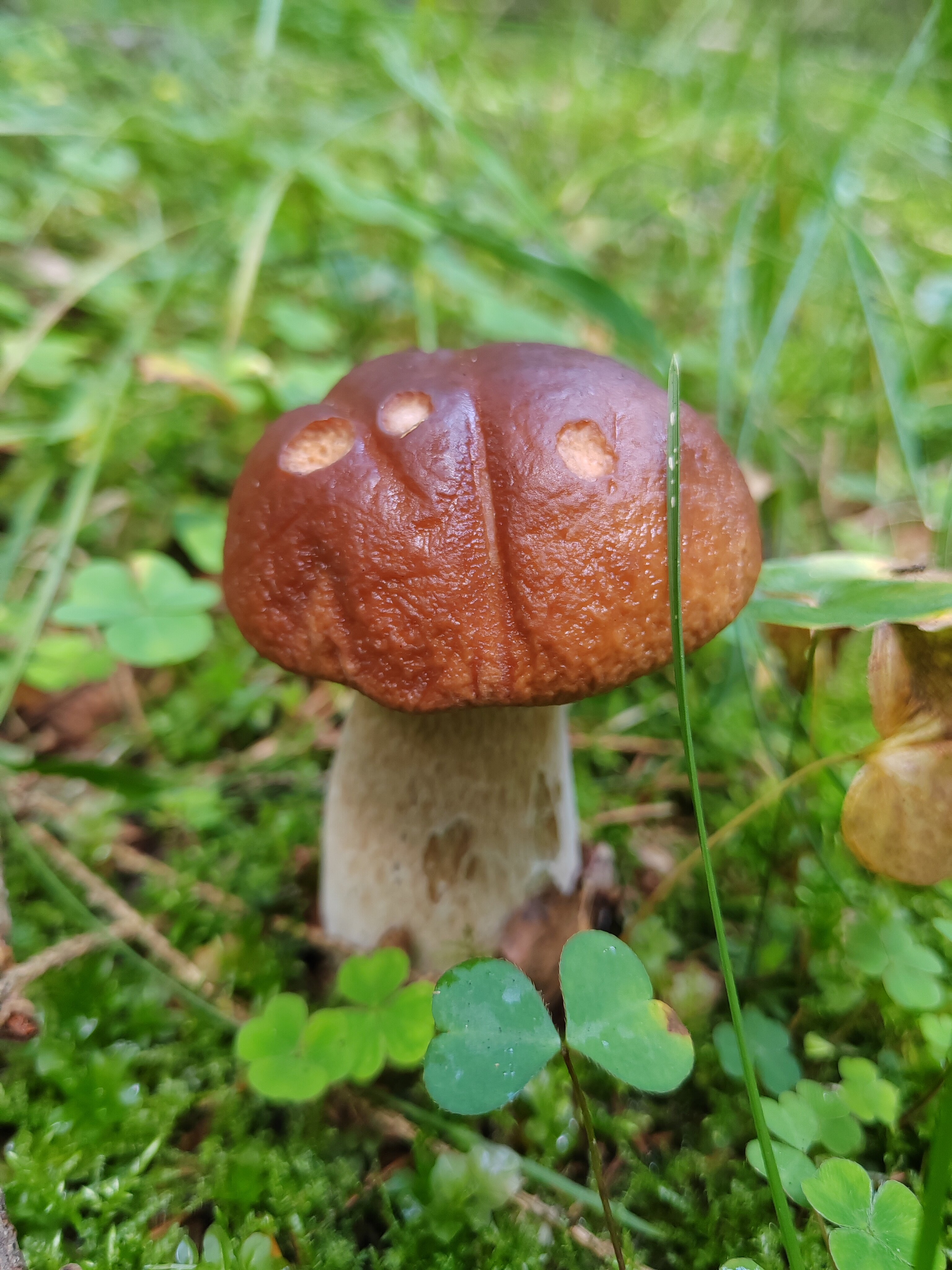 Фото Klever House Лехтуси