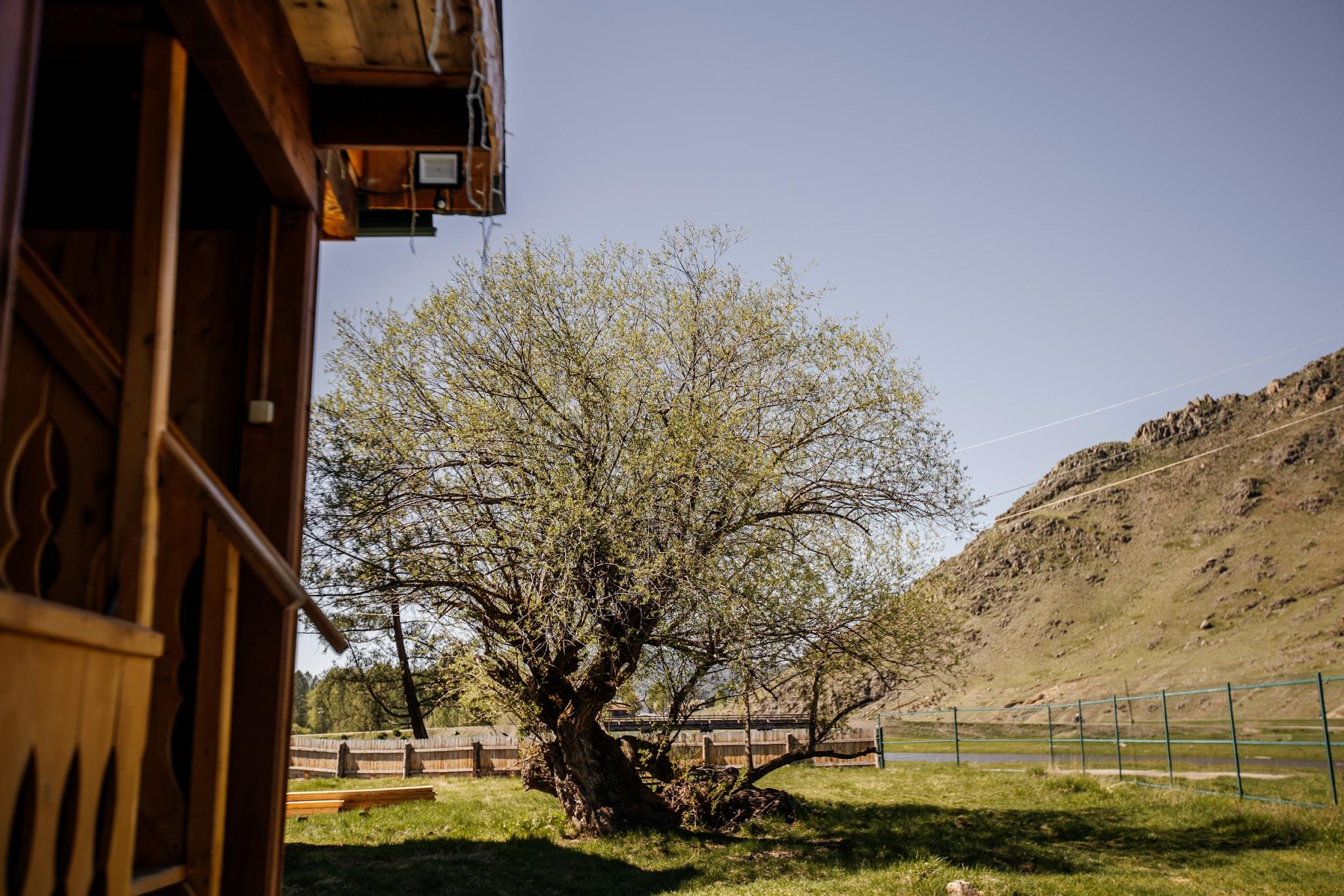 Фото Алтайские дачи