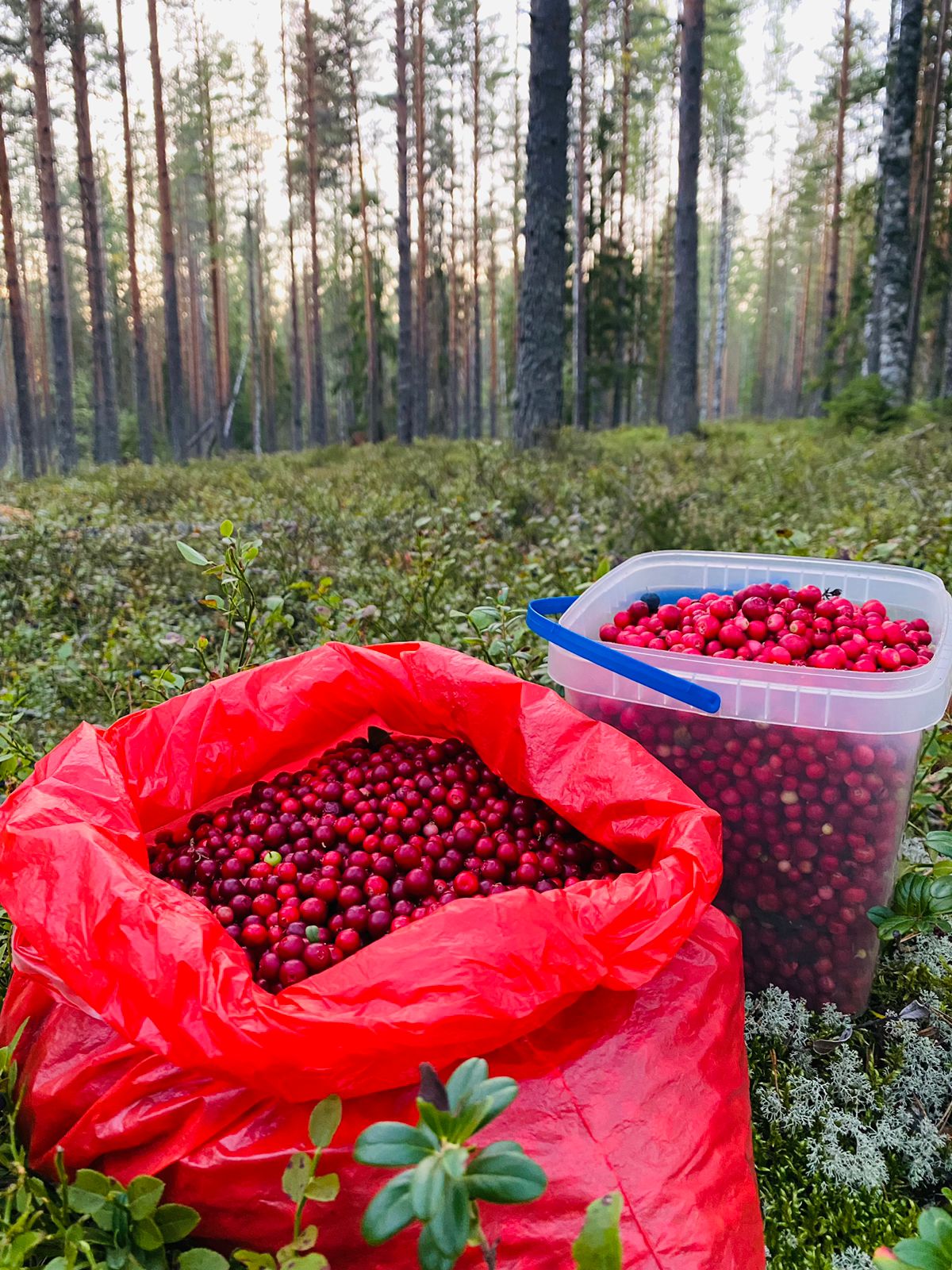 Фото Вереск