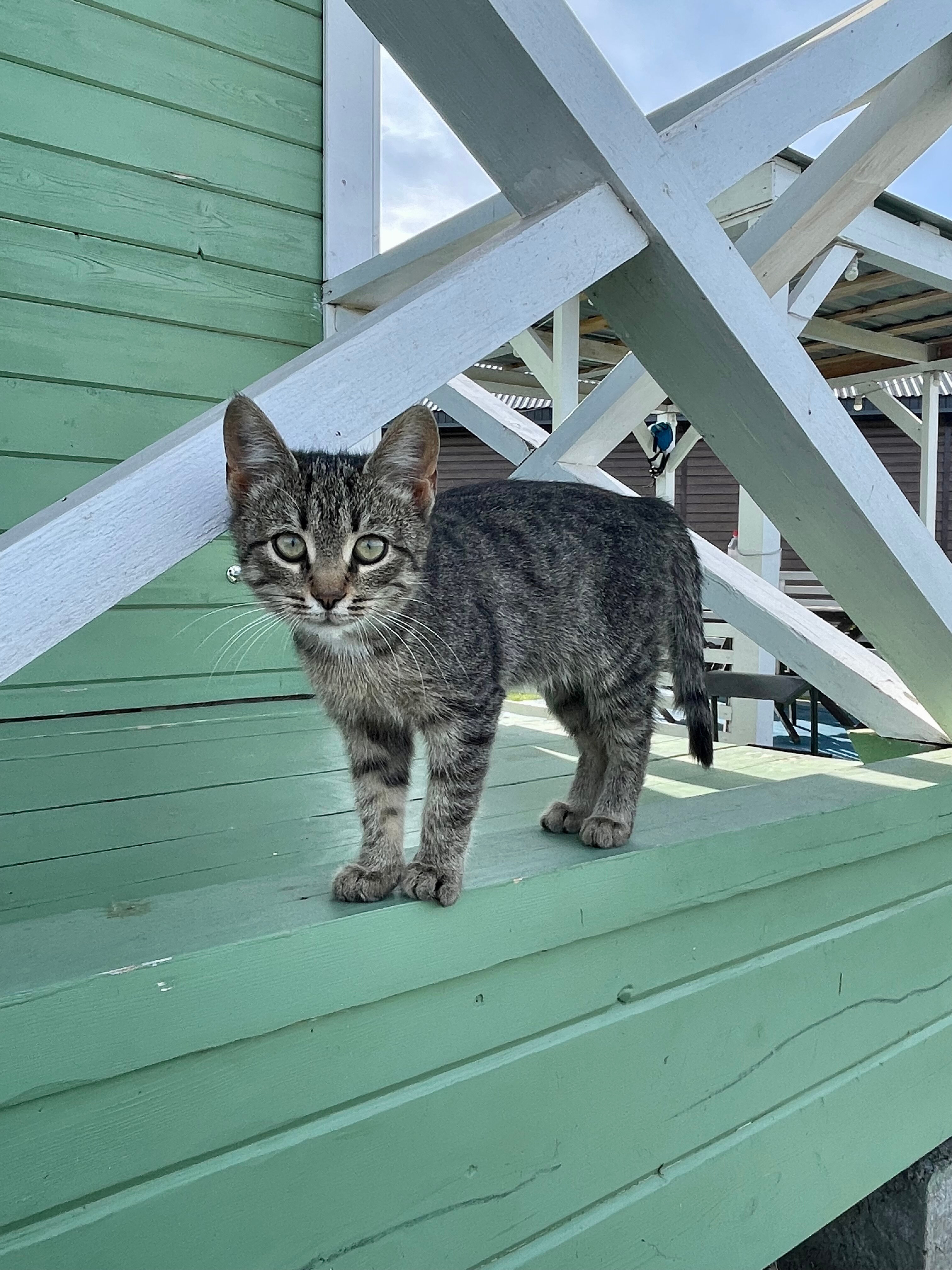 Фото Лебедино Эко