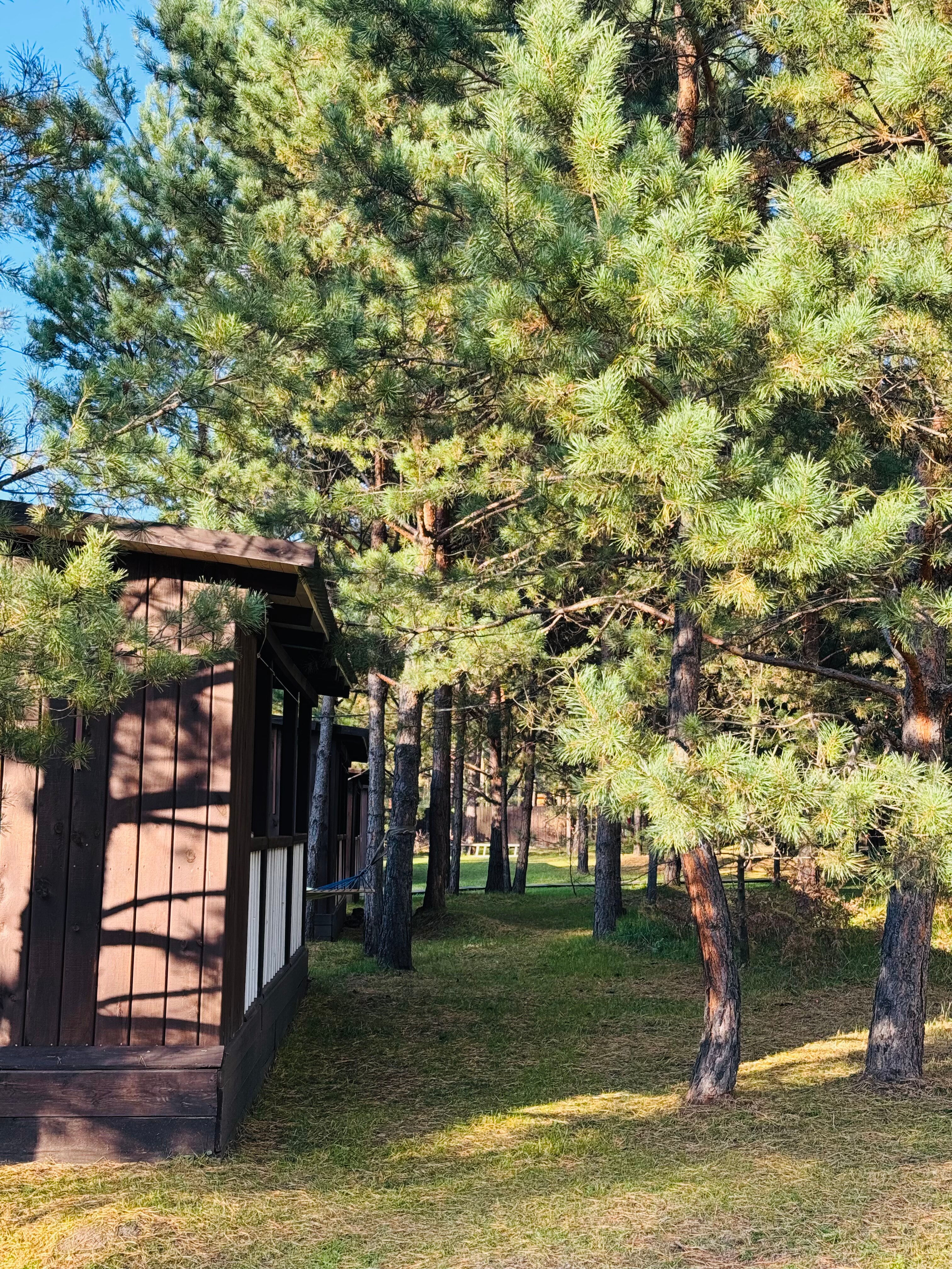 Фото Сосновый рай