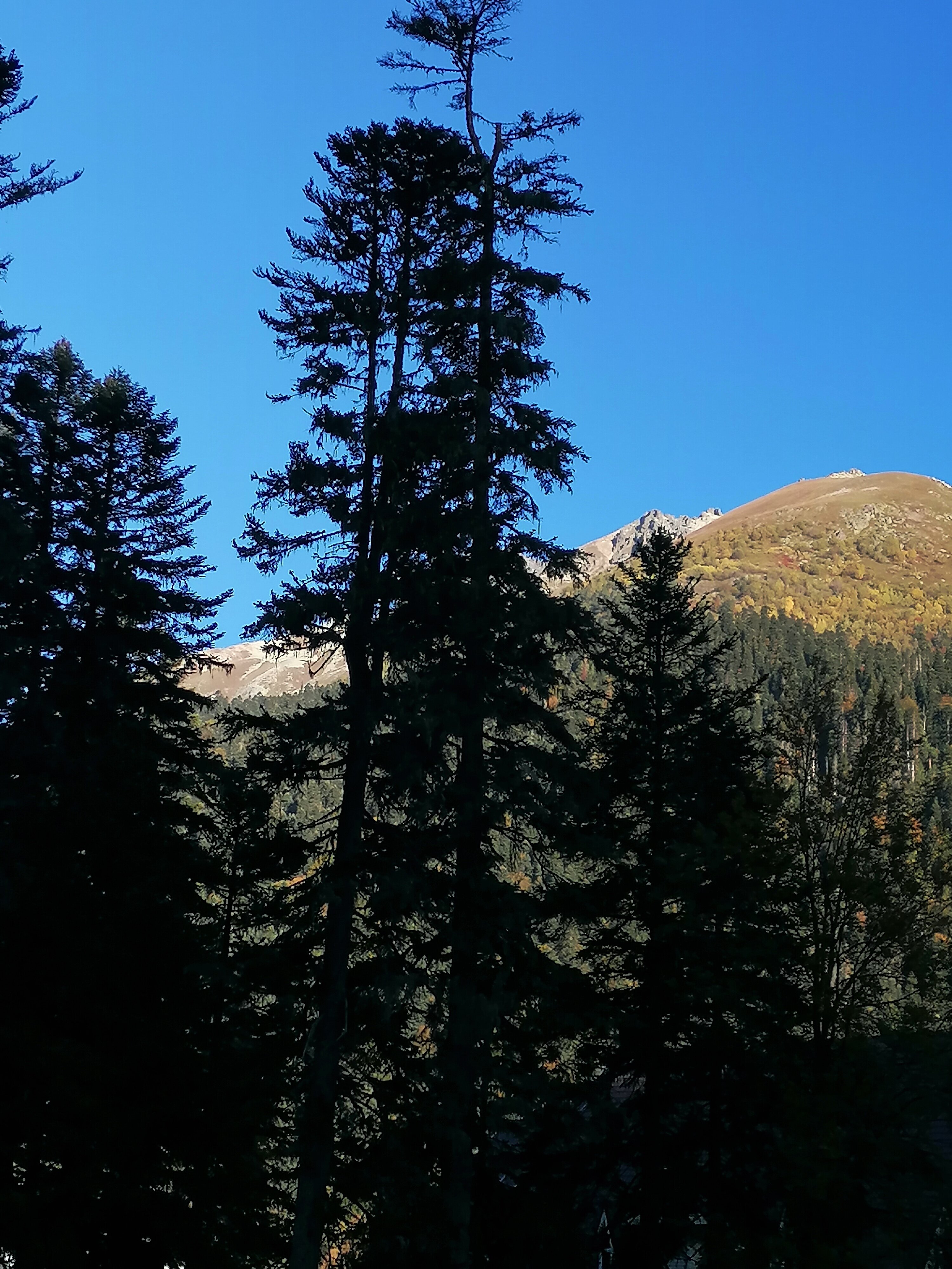 Фото Фор Рест