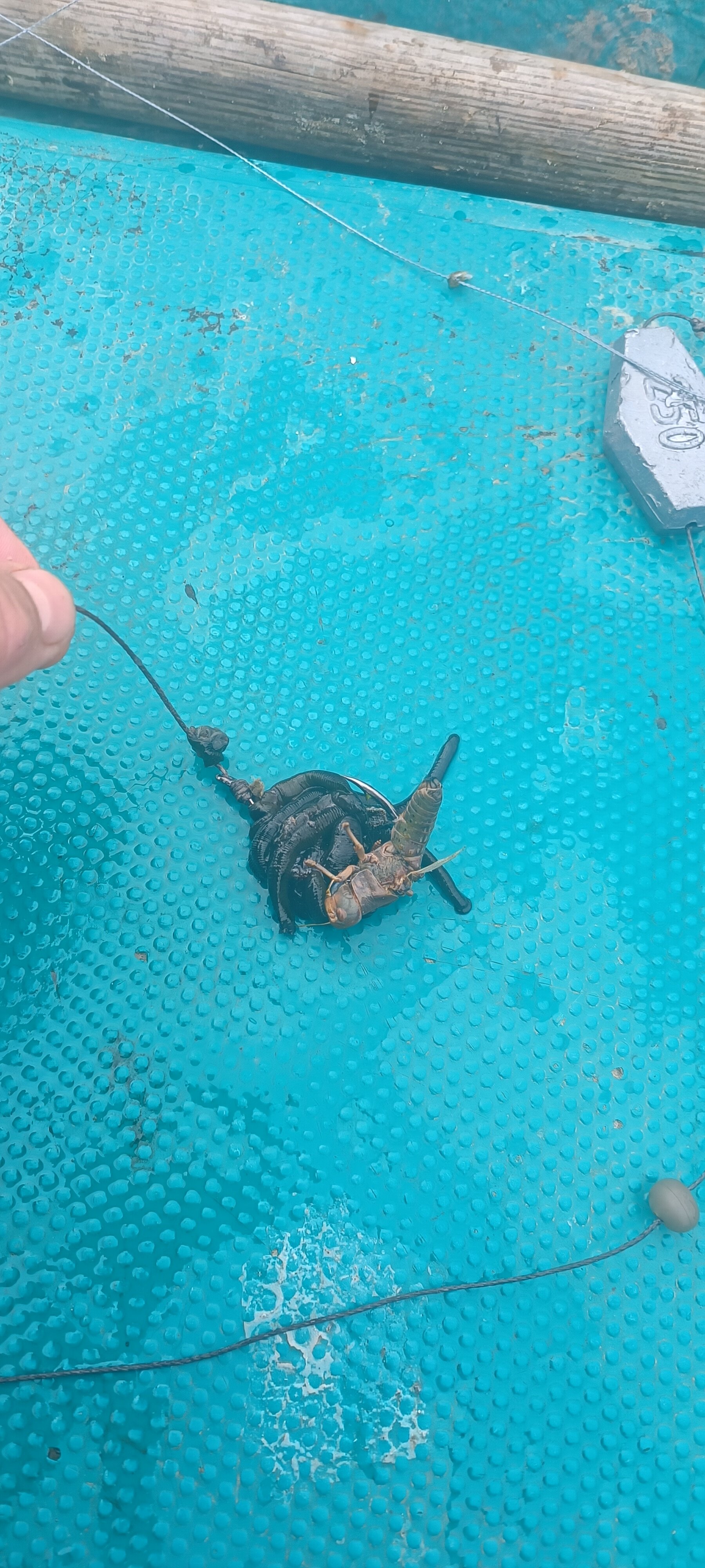 Фото Тортуга