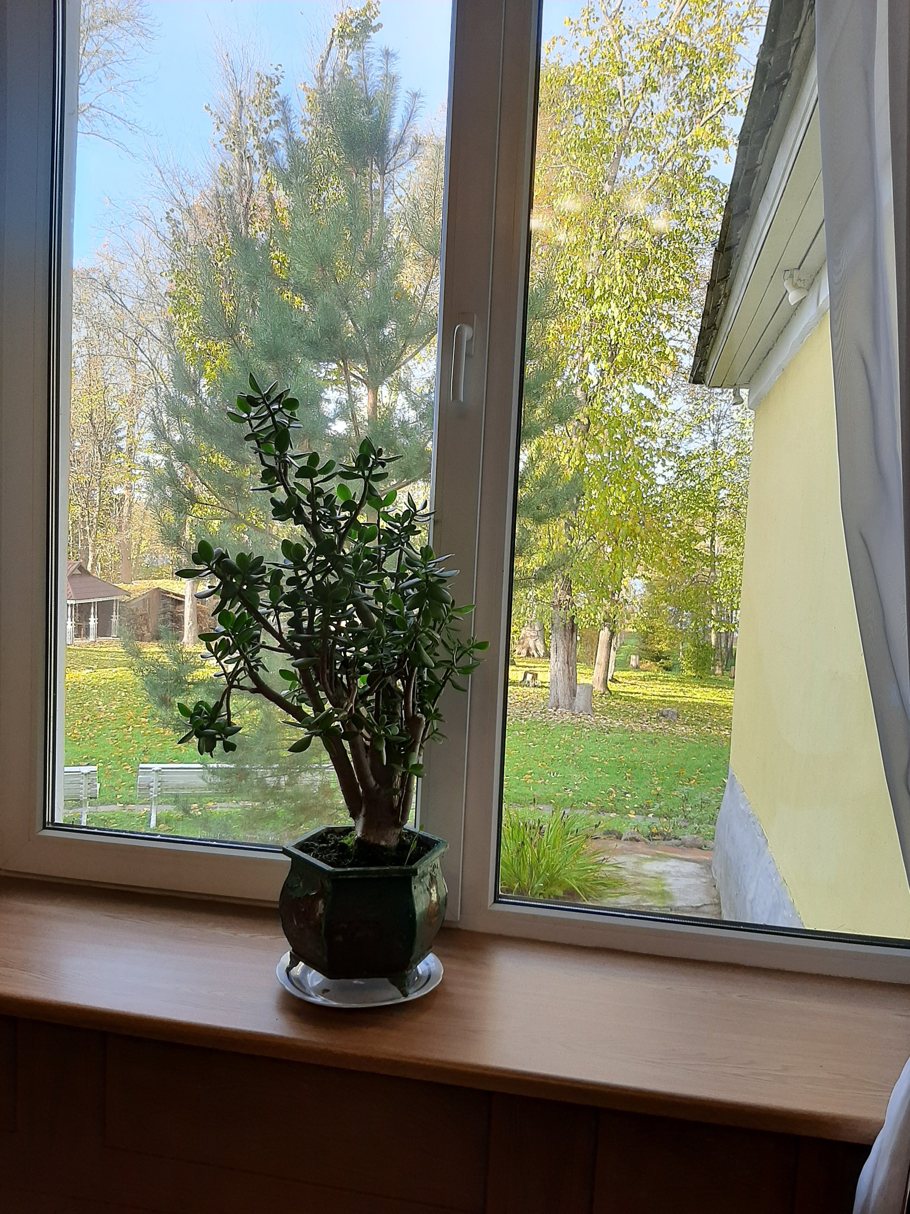 Фото Мишкина дача