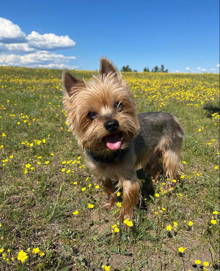 Фото Три богатыря