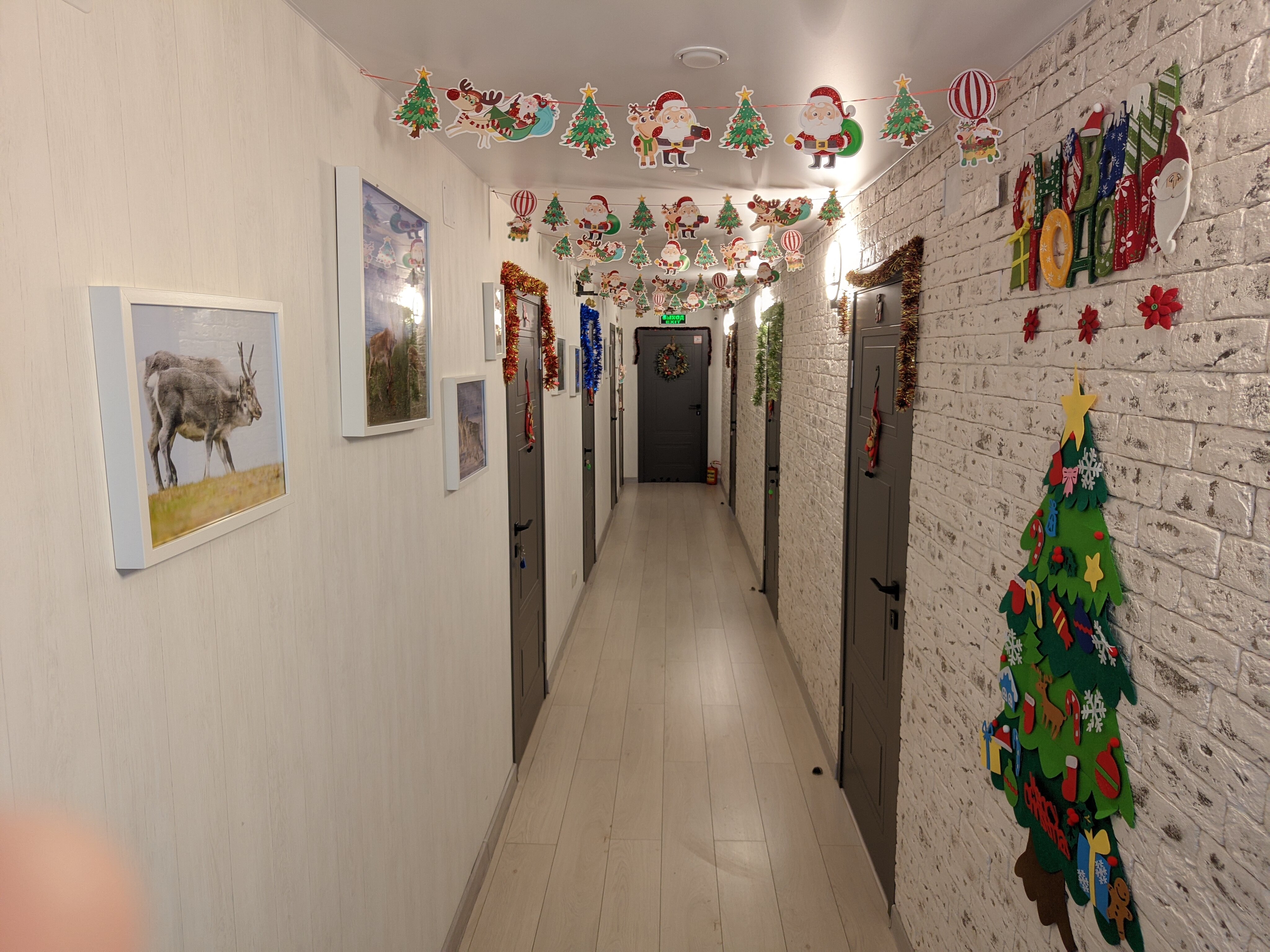 Фото Северный олень