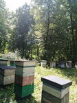 Abigul company (Republic of Bashkortostan, Nurimanovskiy District, Baygildinskiy selsovet, derevnya Sargayazovo, Lesnaya ulitsa) ، العسل وتربية النحل