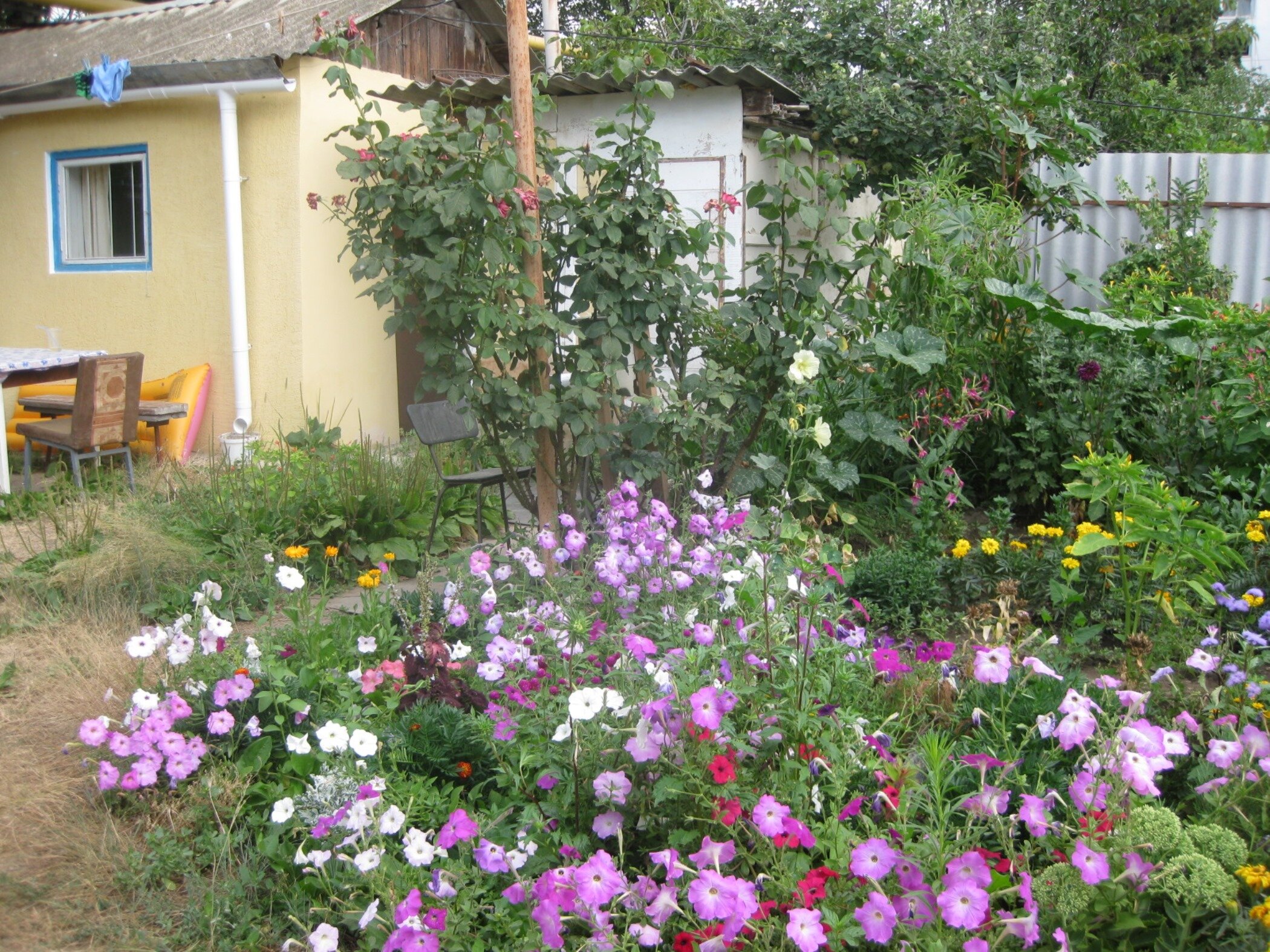 Фото Золотая Рыбка