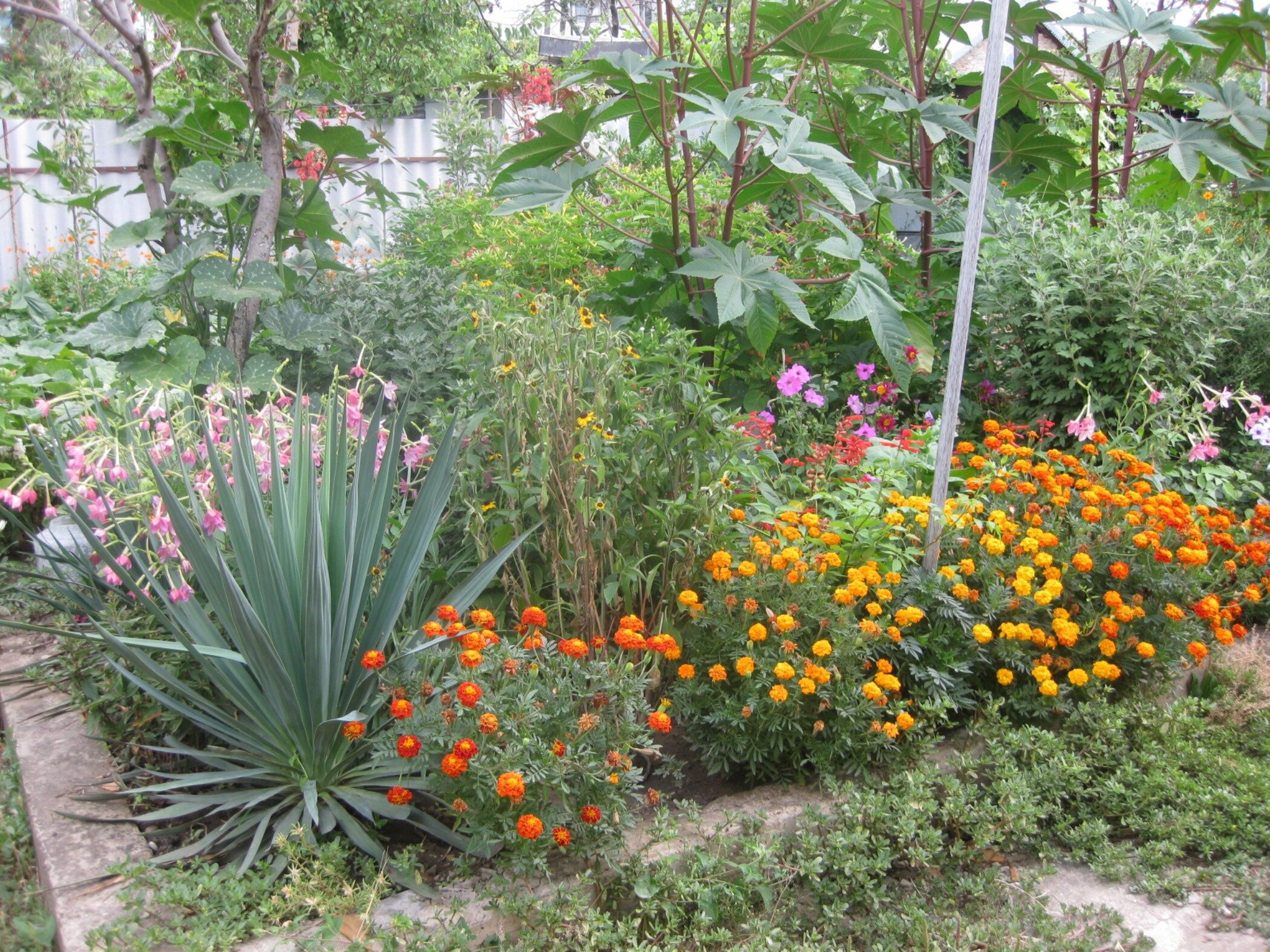 Фото Золотая Рыбка