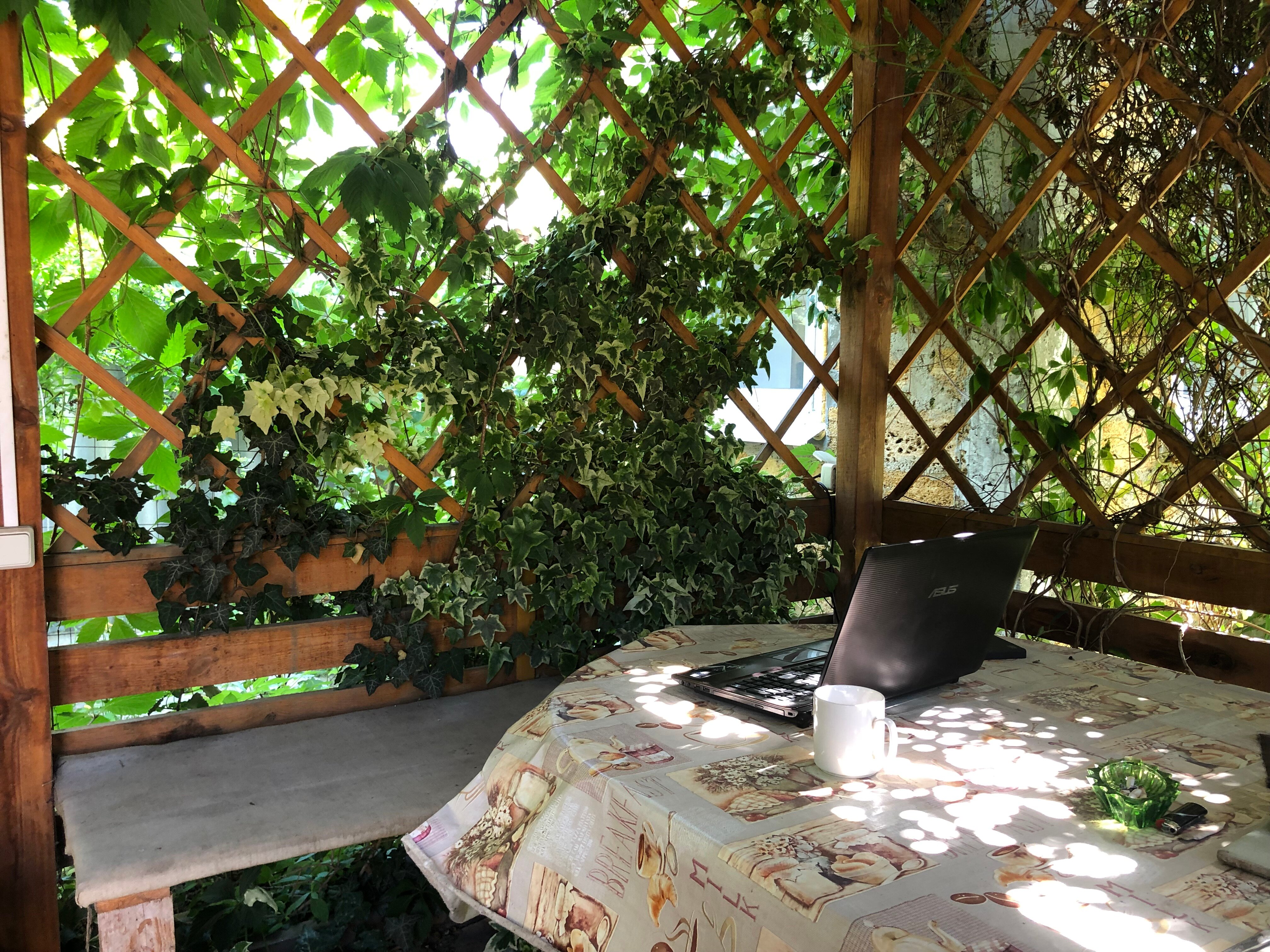 Фото Золотая Рыбка