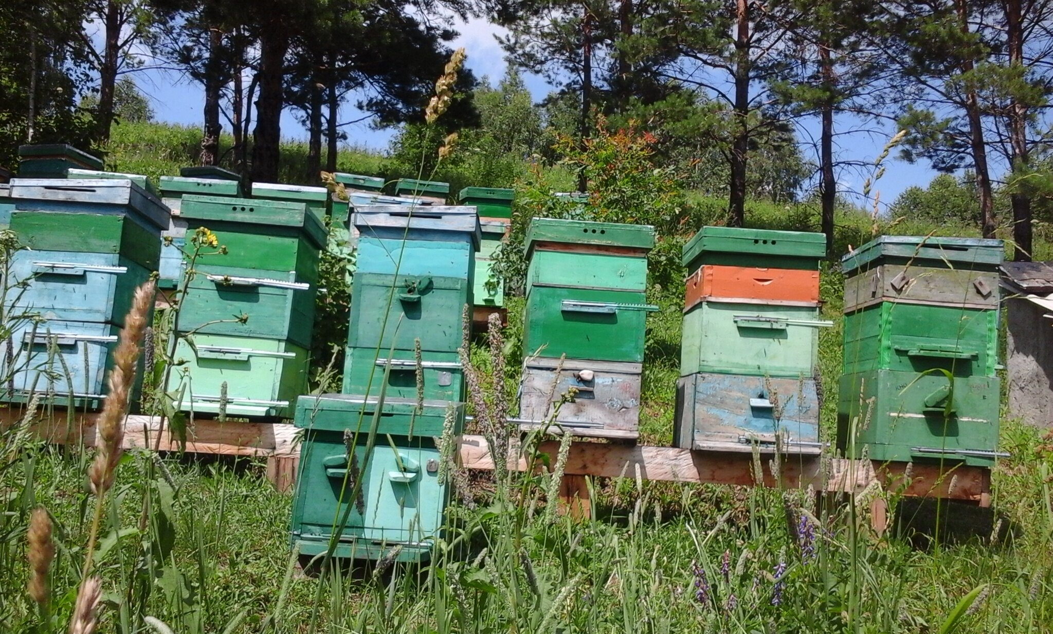 Фото Тихий Лог