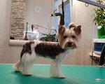 Zara Groom (улица Комбрига Потапова, 12) ، صالون حيوانات أليفة