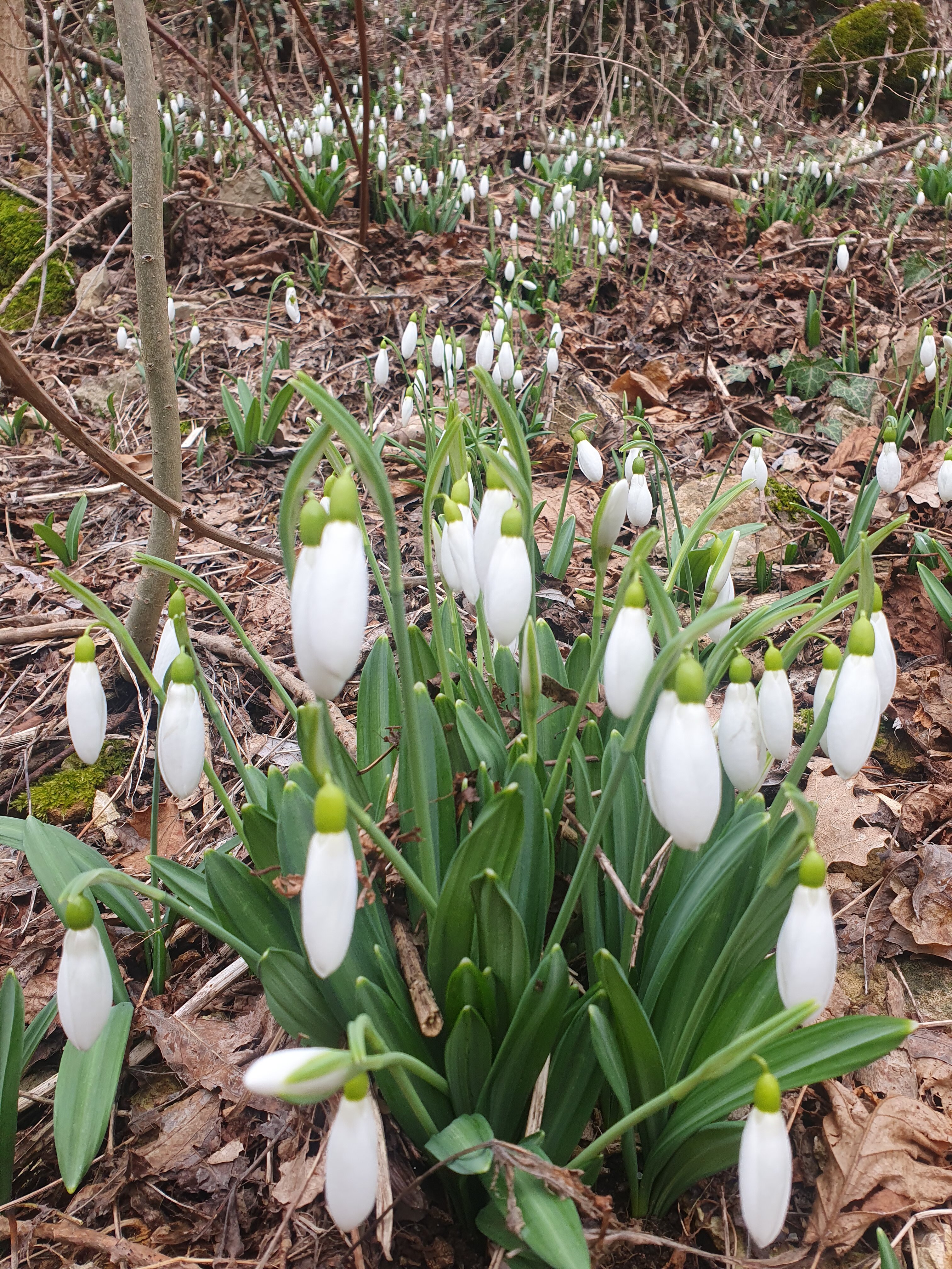 Фото Коба-Чаир