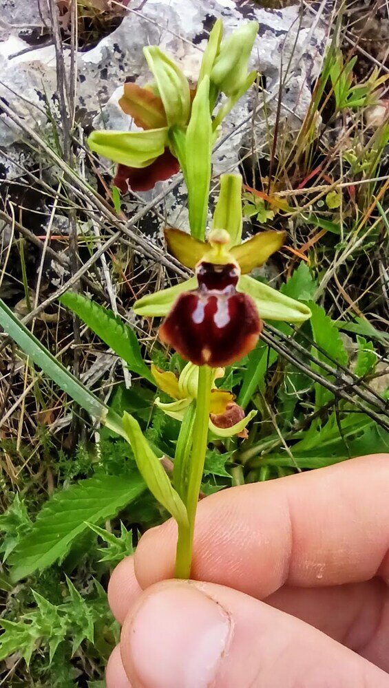 Фото Masseria LoJazzo
