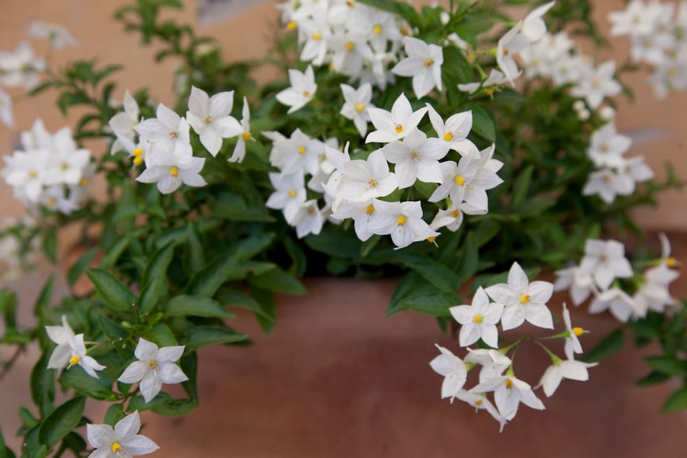 Фото Wonder Princely Penthouse