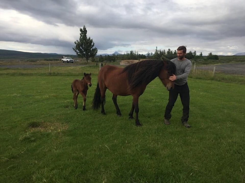 Фото Skálinn between Gullfoss and Geysir – Myrkholt Farm