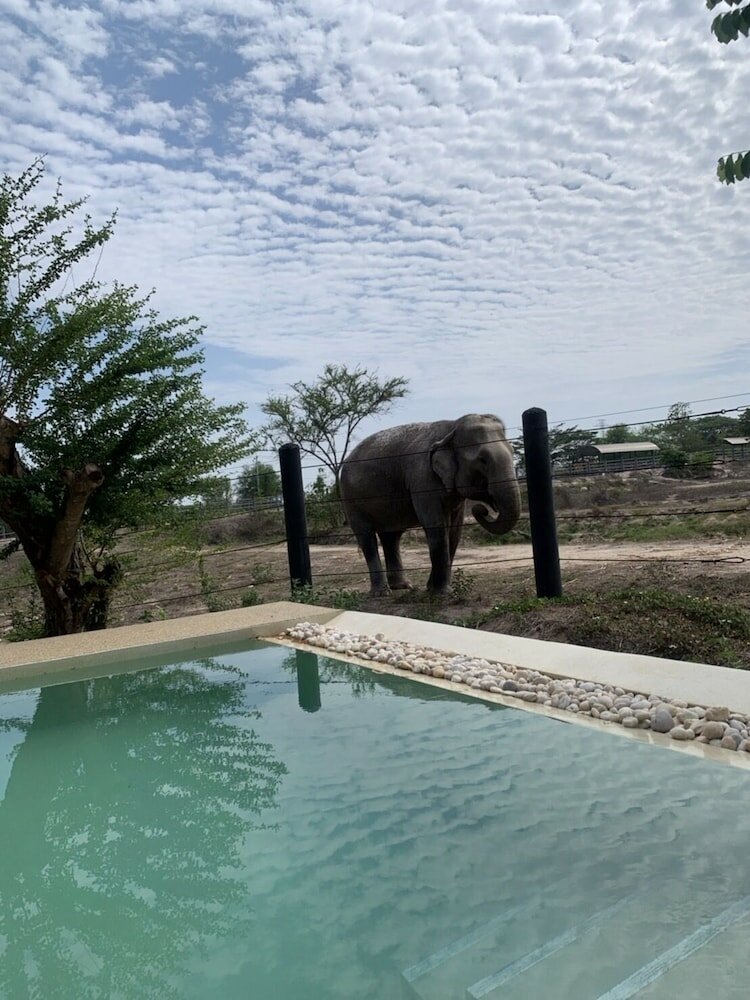 Фото Elephant View Camp