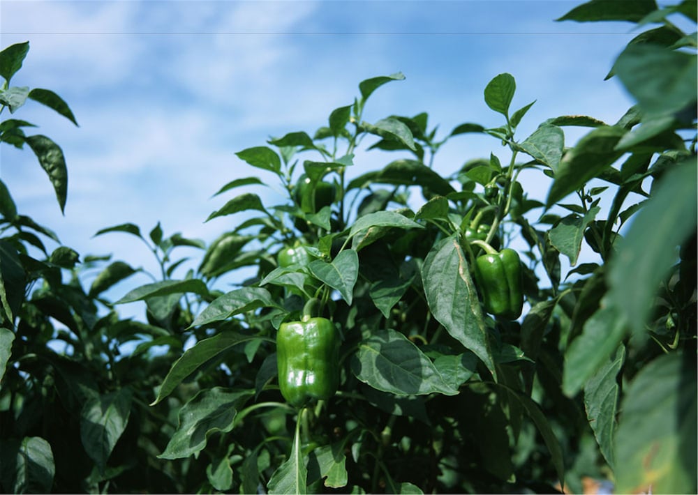 Фото Lijiang Shuhe Youyiju Private Club