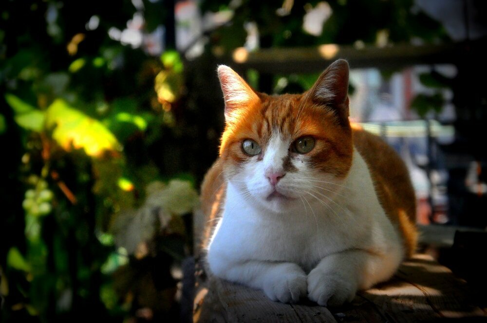 Фото Al Nifontano B&b