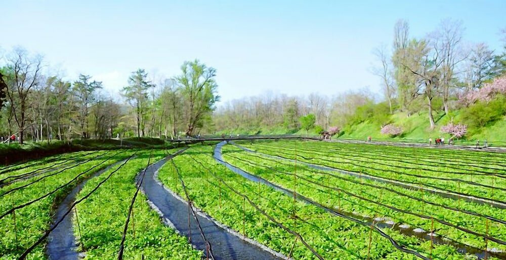 Фото Kongoji Syukubo Seihoin