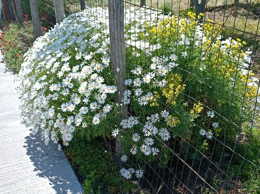 Фото Alpaca Etna Rooms