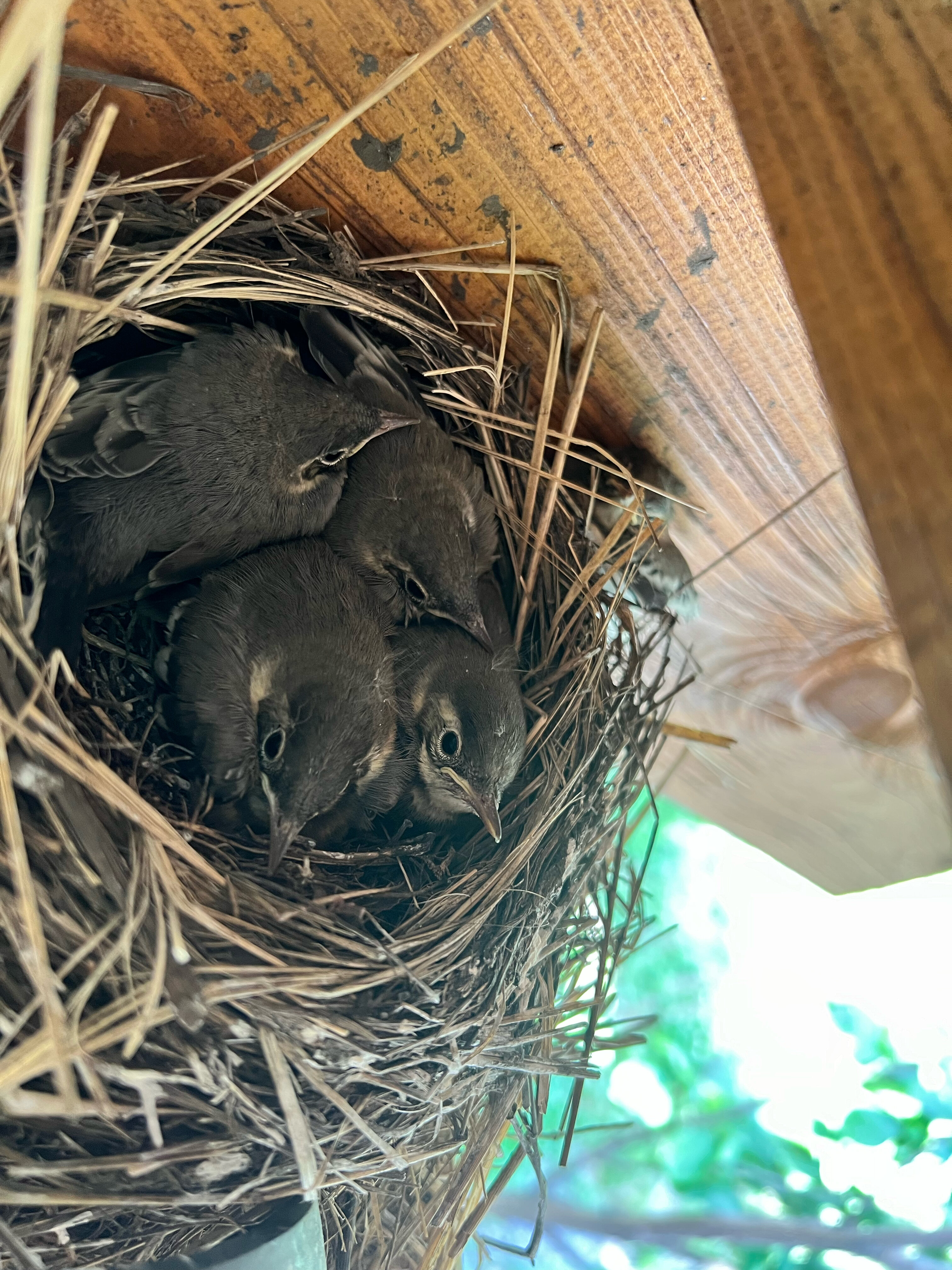 Фото Скандинавия