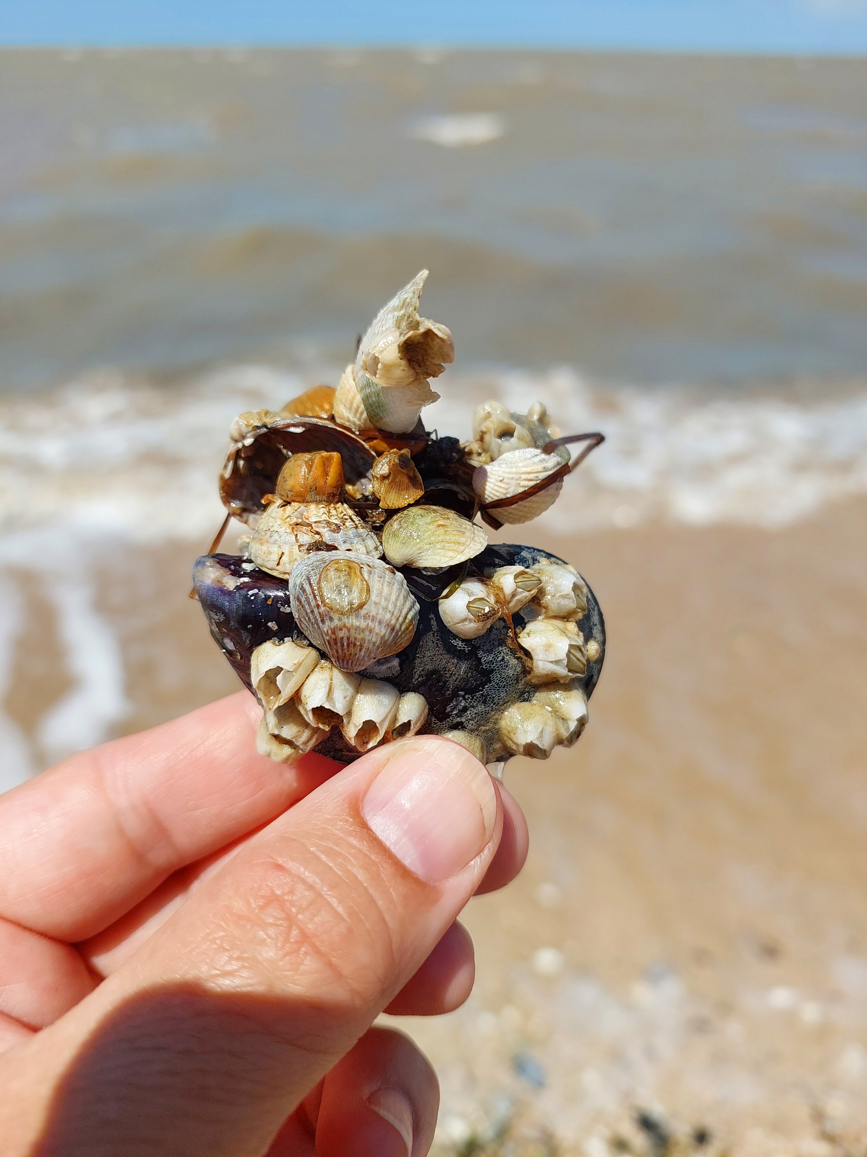 Фото Ясенская коса