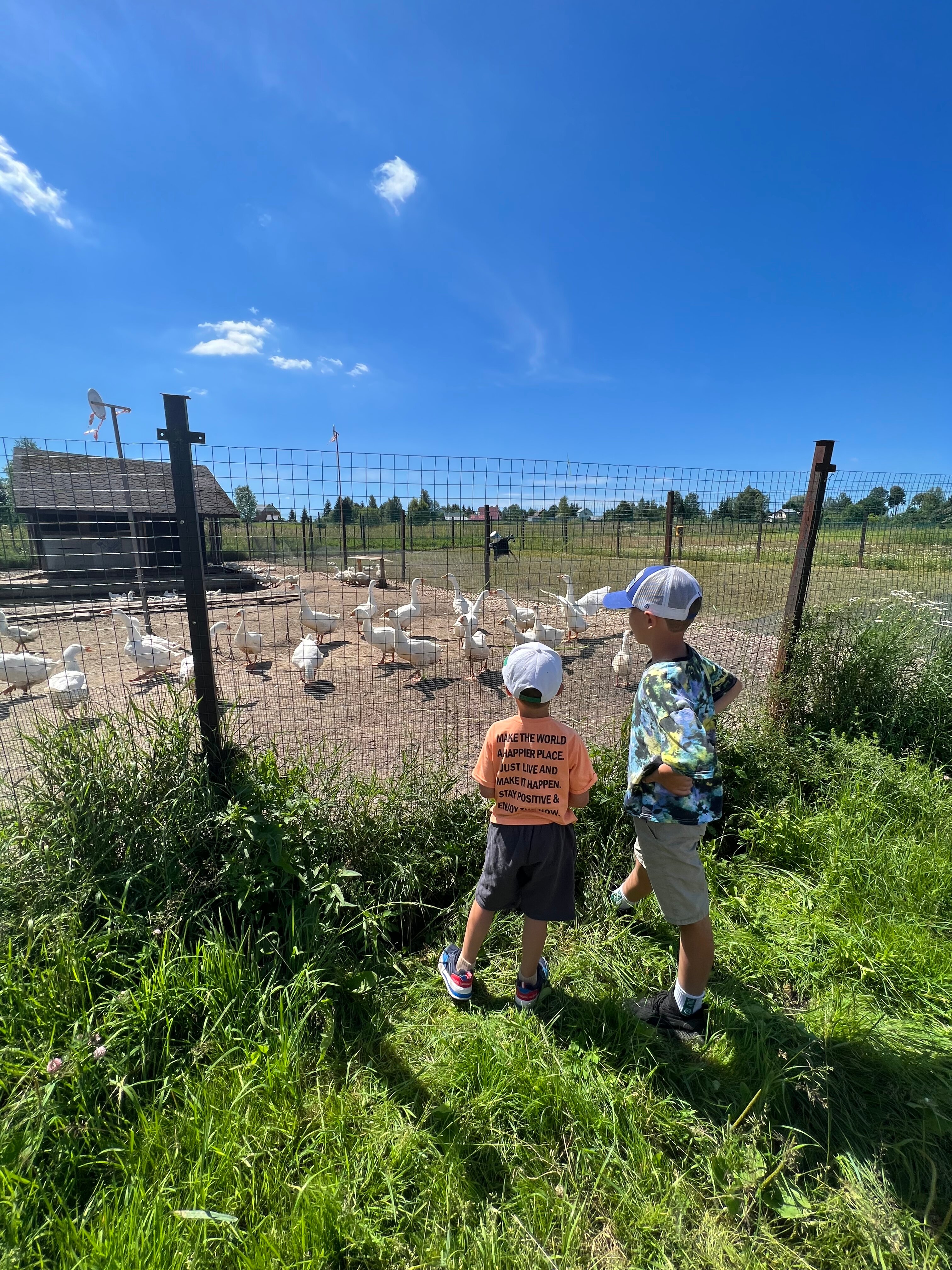 Фото Ферма моей мамы