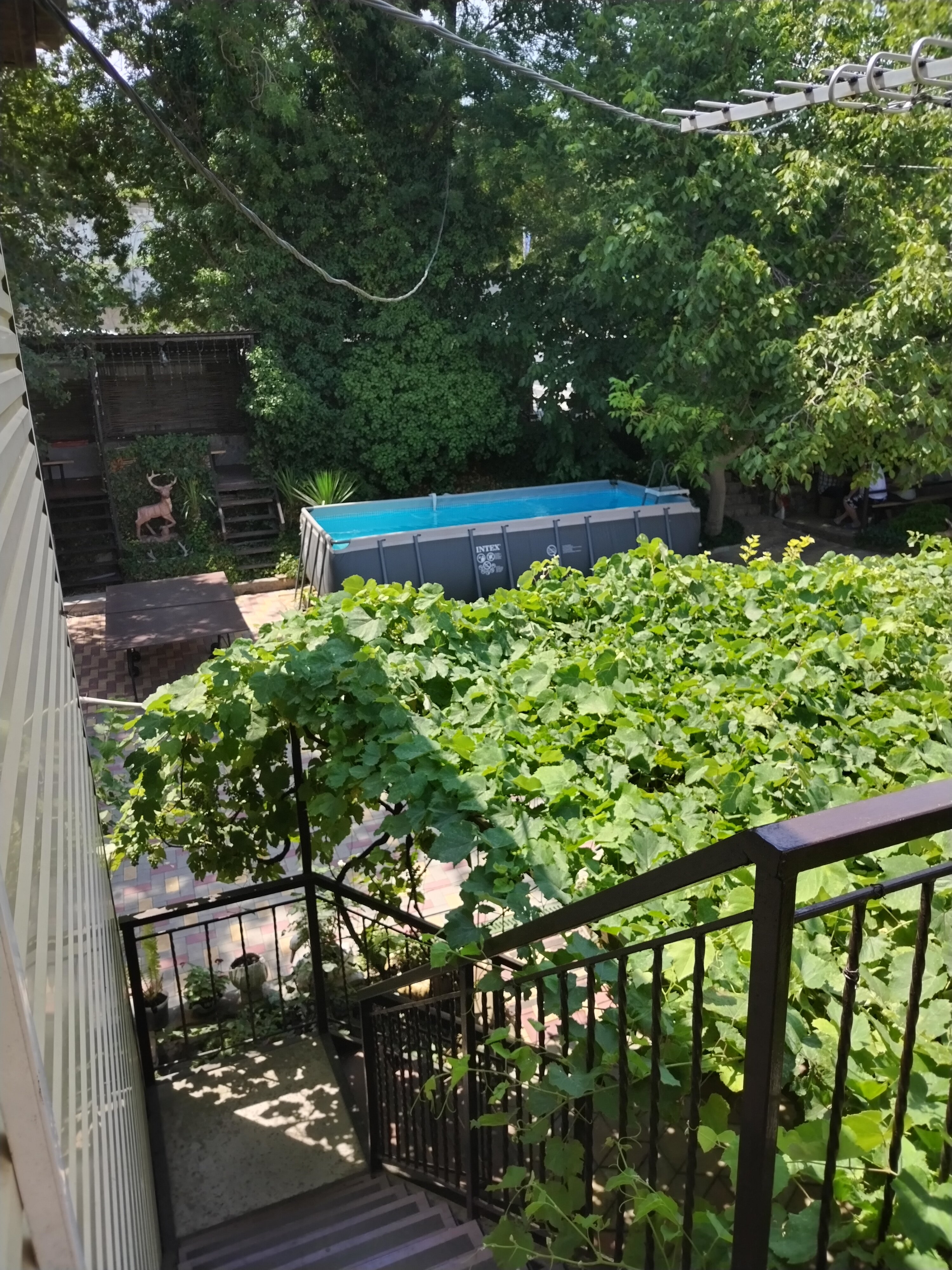 Фото Черноморская лоза