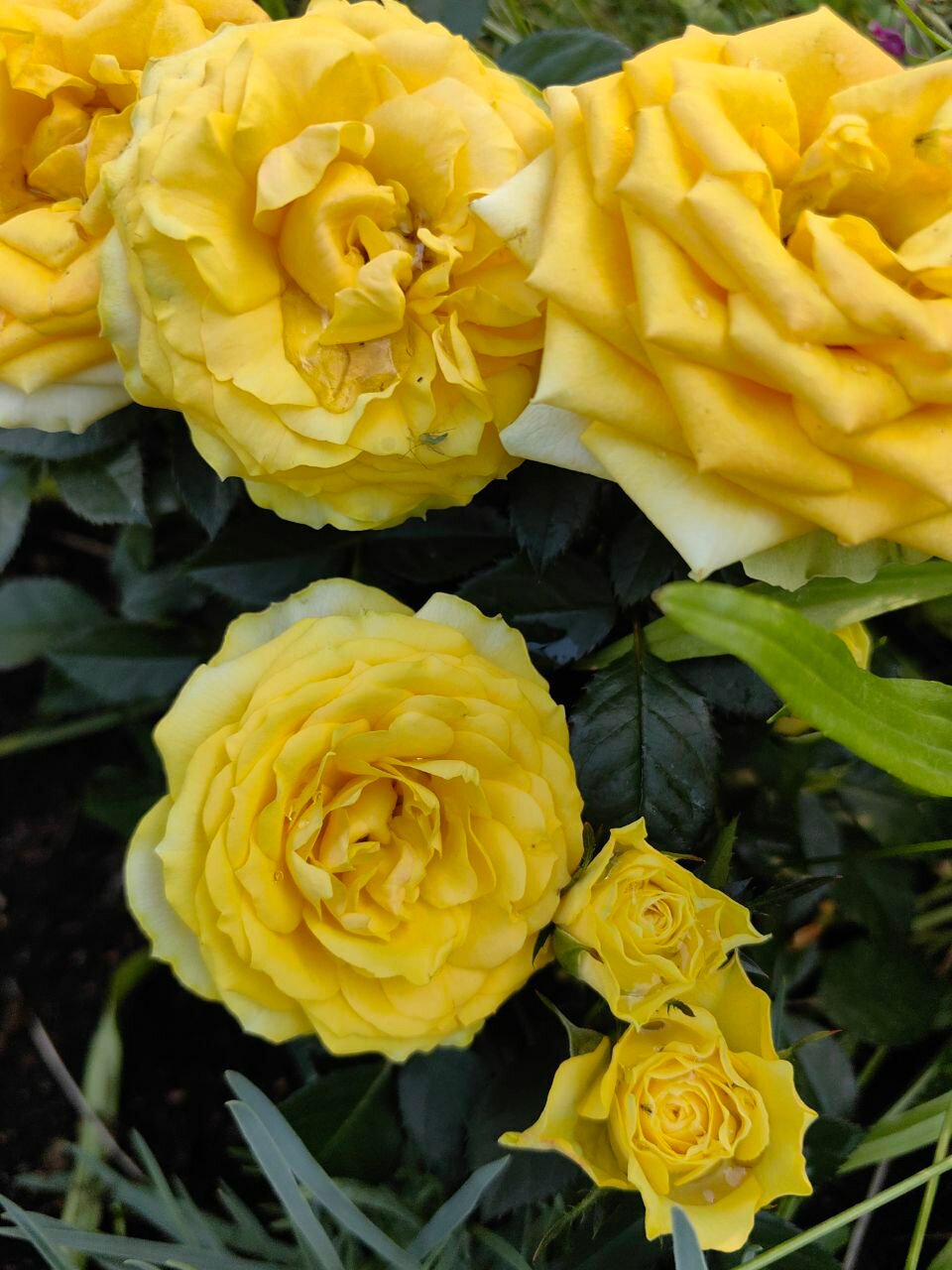 Фото Дача № 9