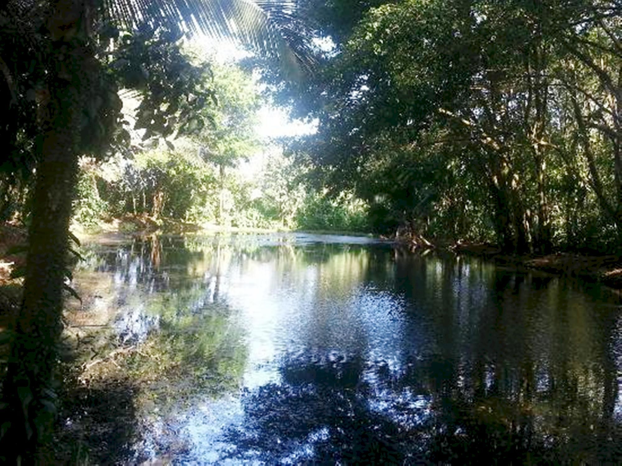 Фото Ara Ambigua Lodge