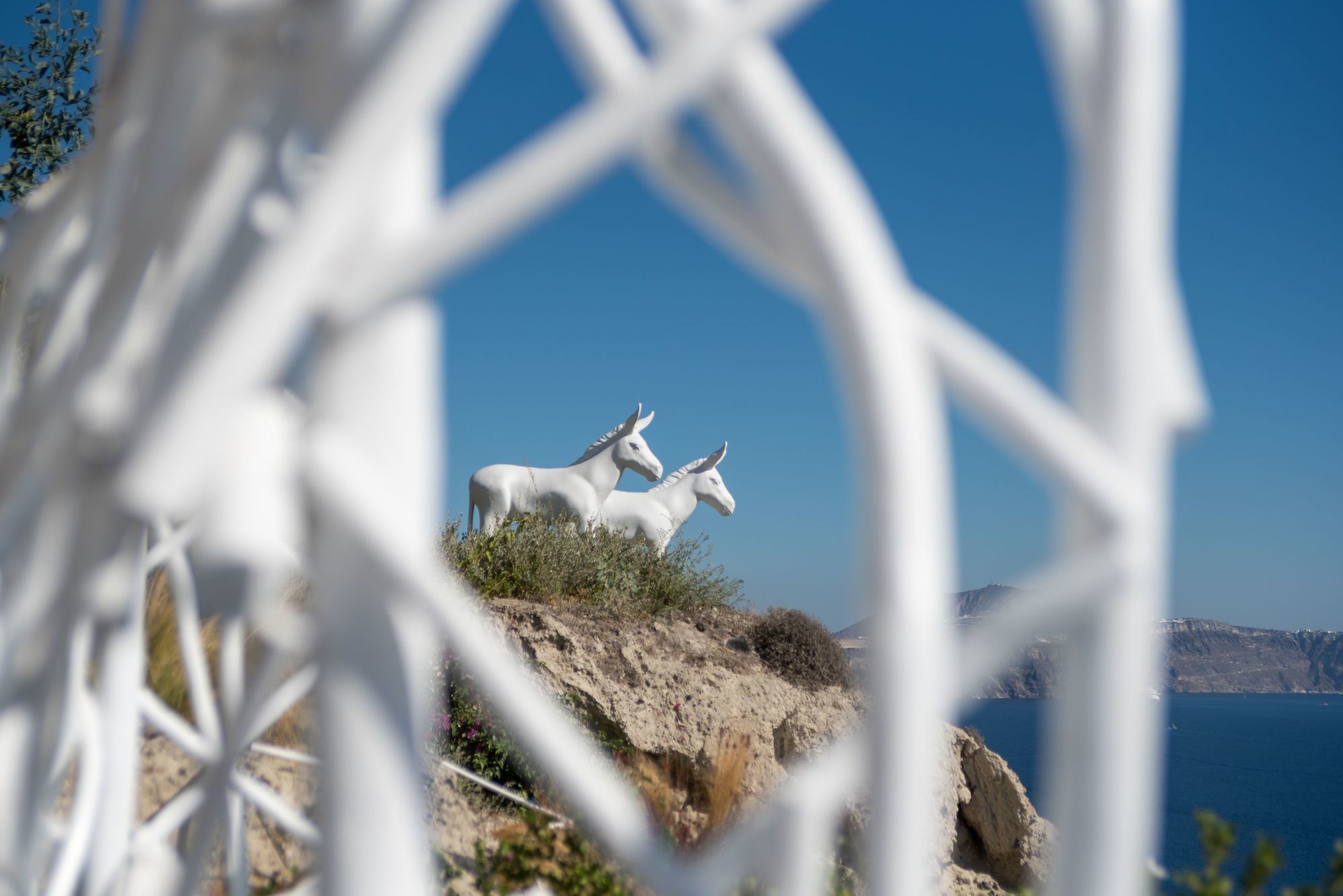 Фото Canaves Sunday