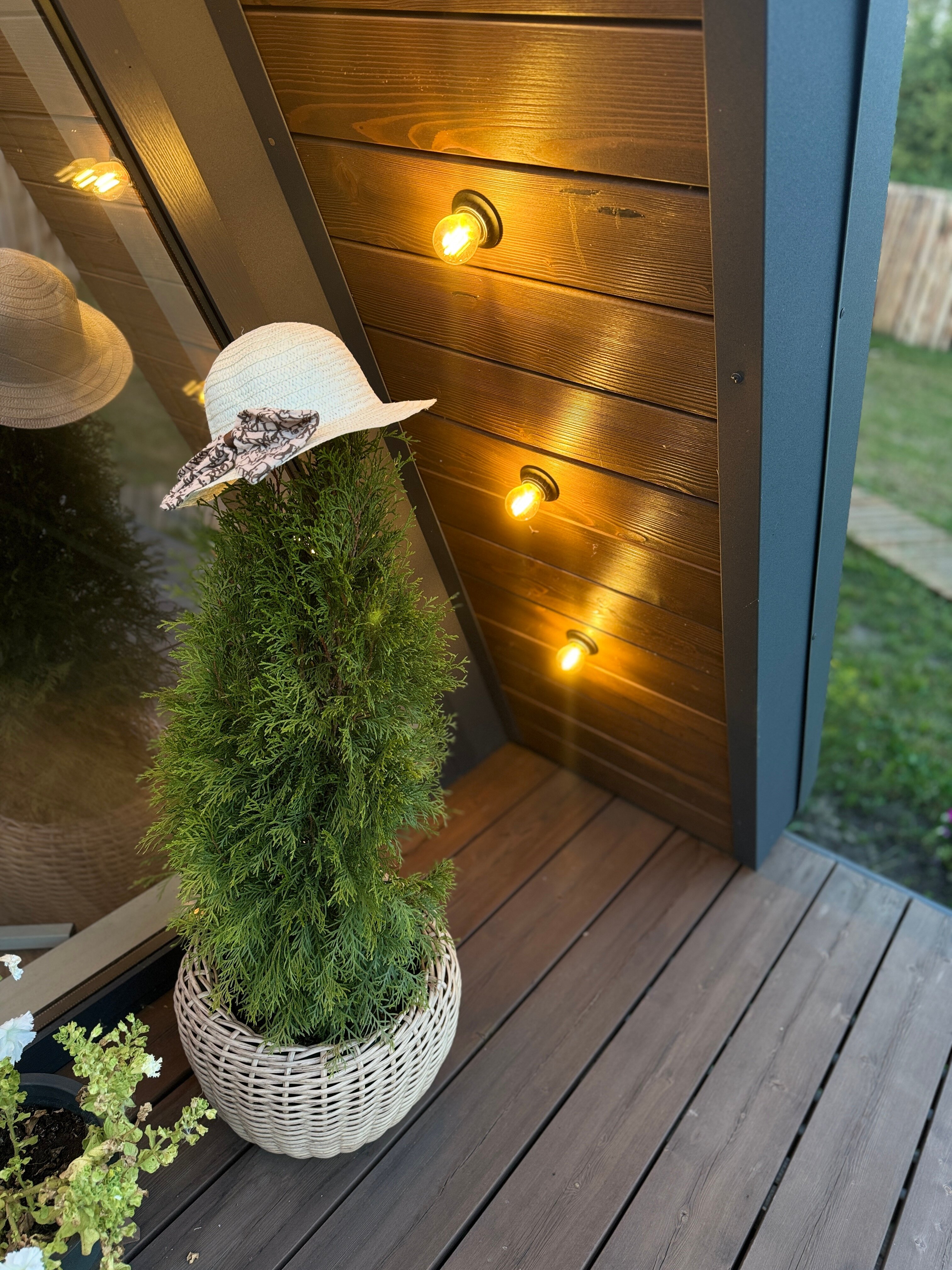 Фото Камыши