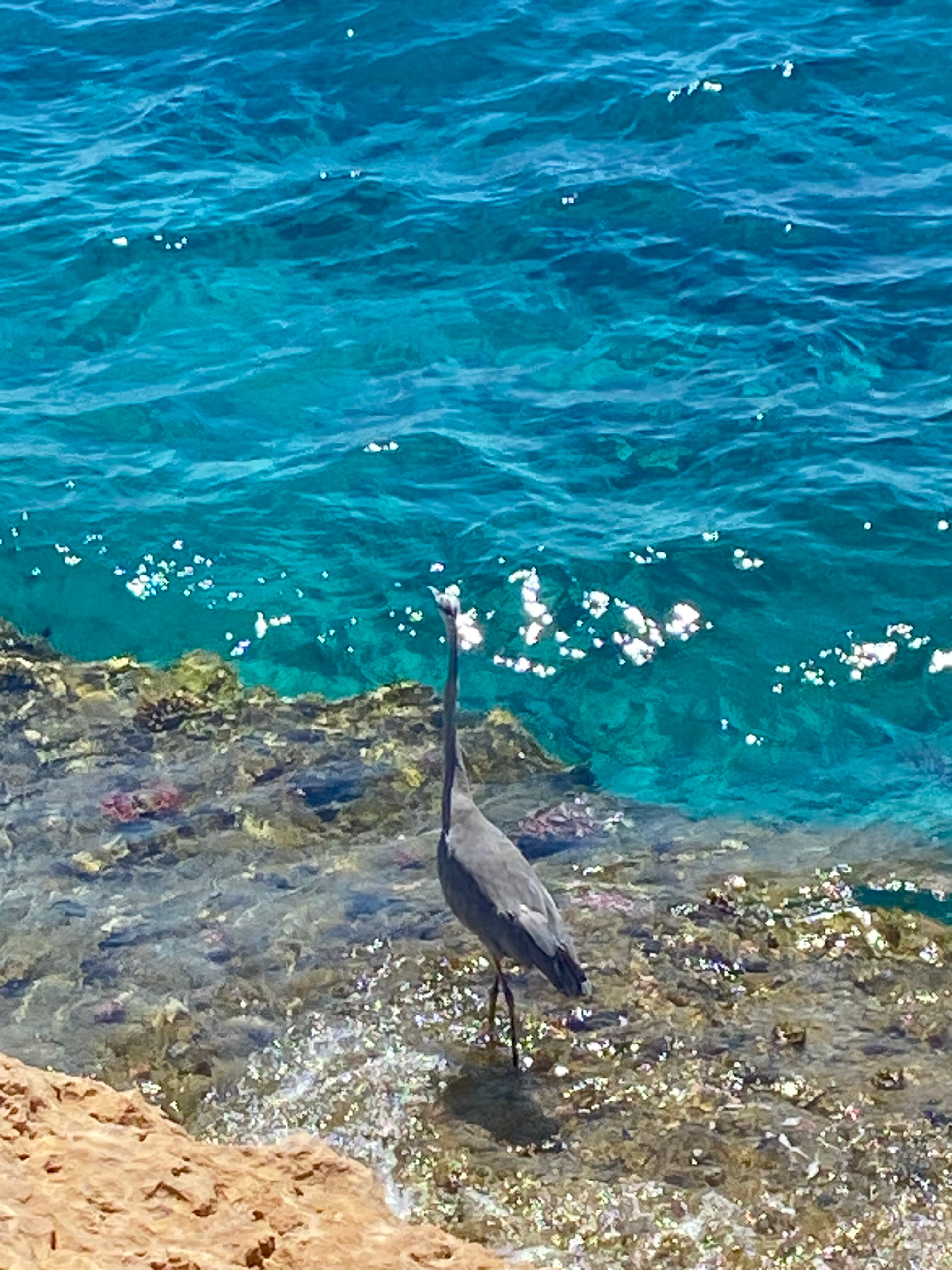 Фото Stella Di Mare Beach Hotel & Spa