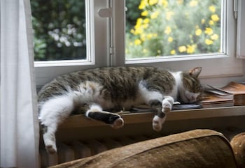 Фото Villa Romantica