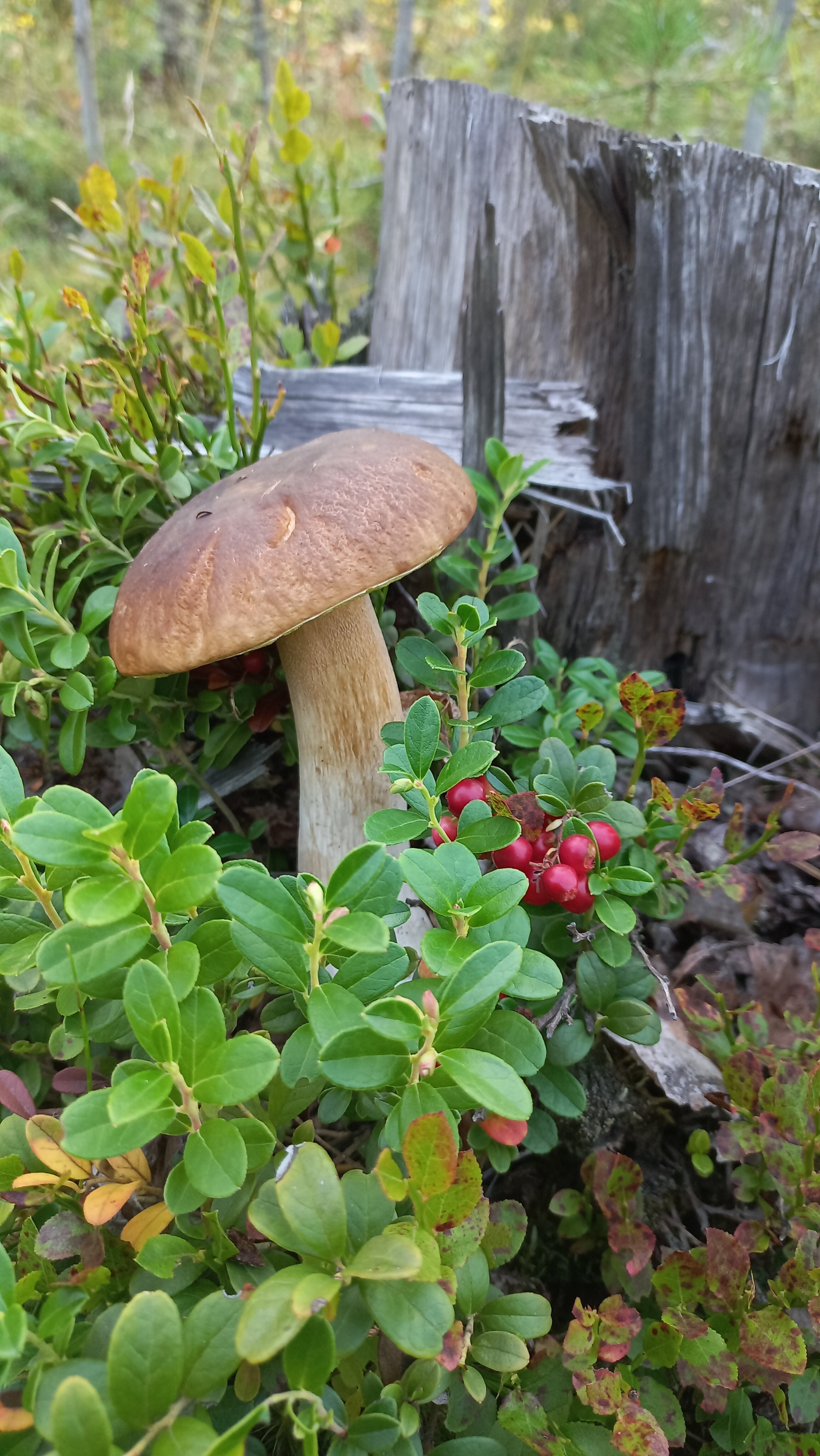 Фото Зайкина дача