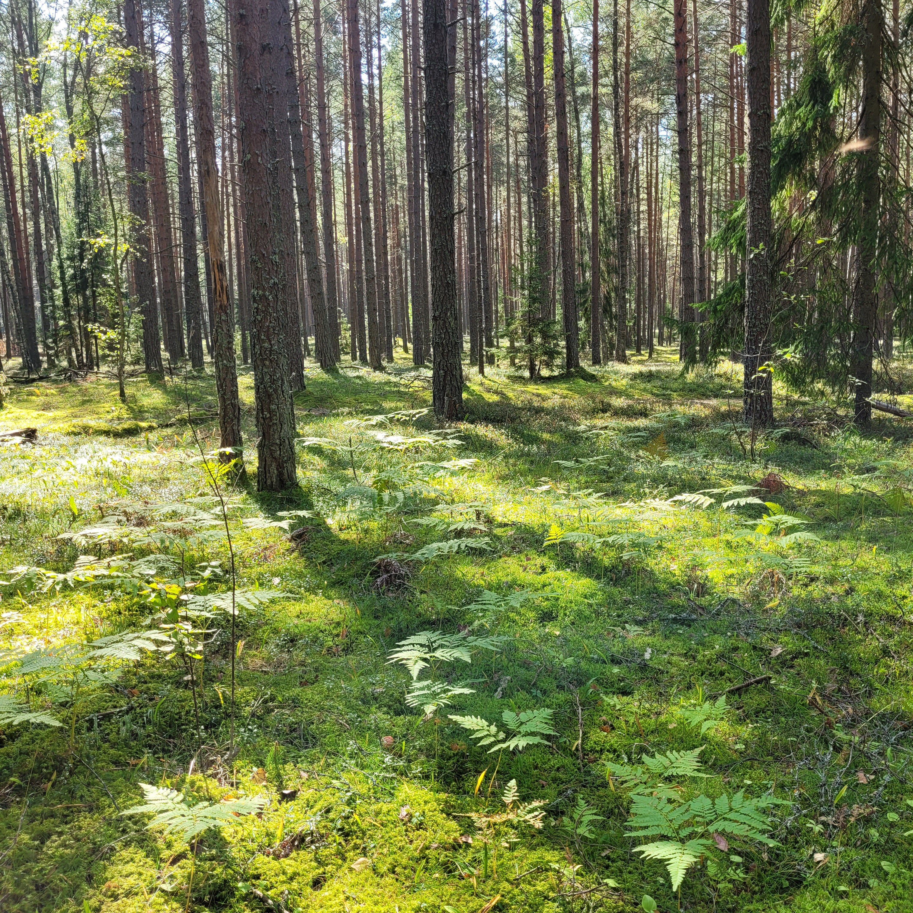 Фото Тридевятое Царство