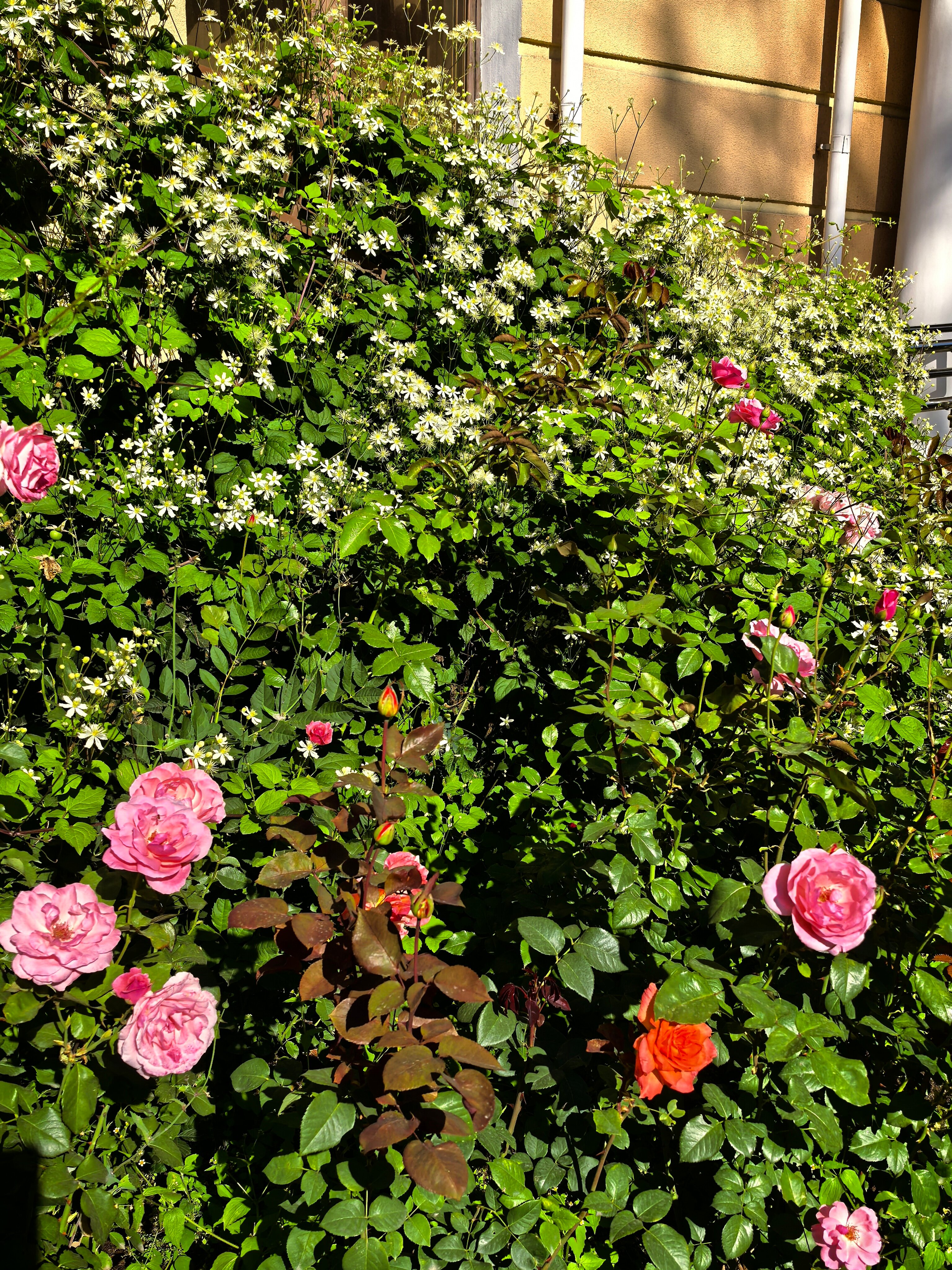 Фото Натали