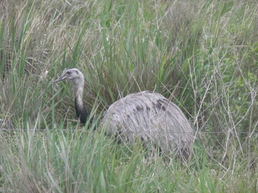 Фото Wild Wetlands Lodge