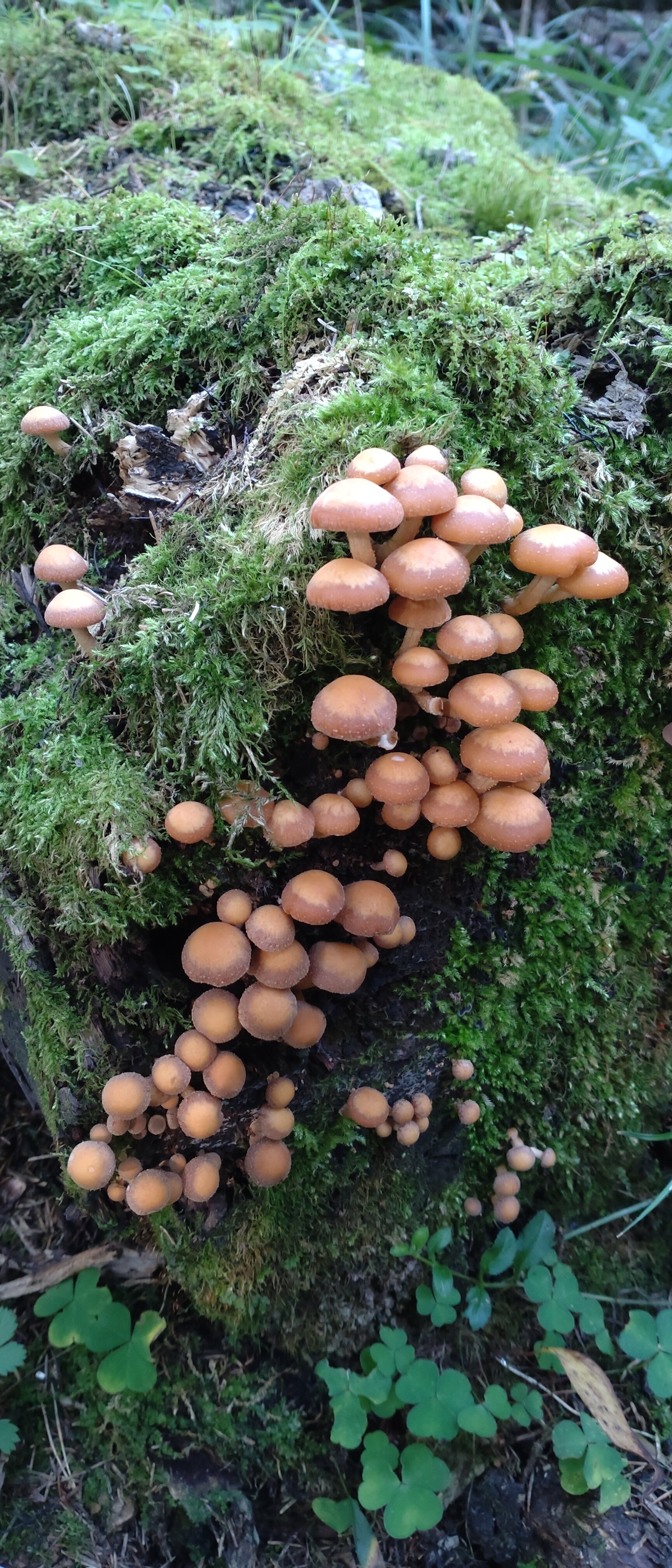 Фото Этнический хутор Каменная Карелия