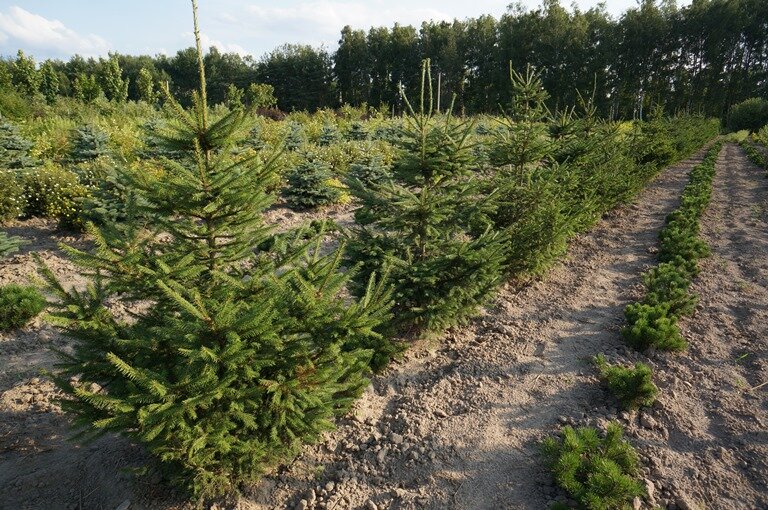 Egoryevsky Pitomnik Nikitenko Alexandra Garden Center Derevnya