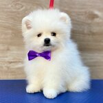 MiniON (Marshala Biryuzova Street, 20к2), salón de mascota, peluquería de animales