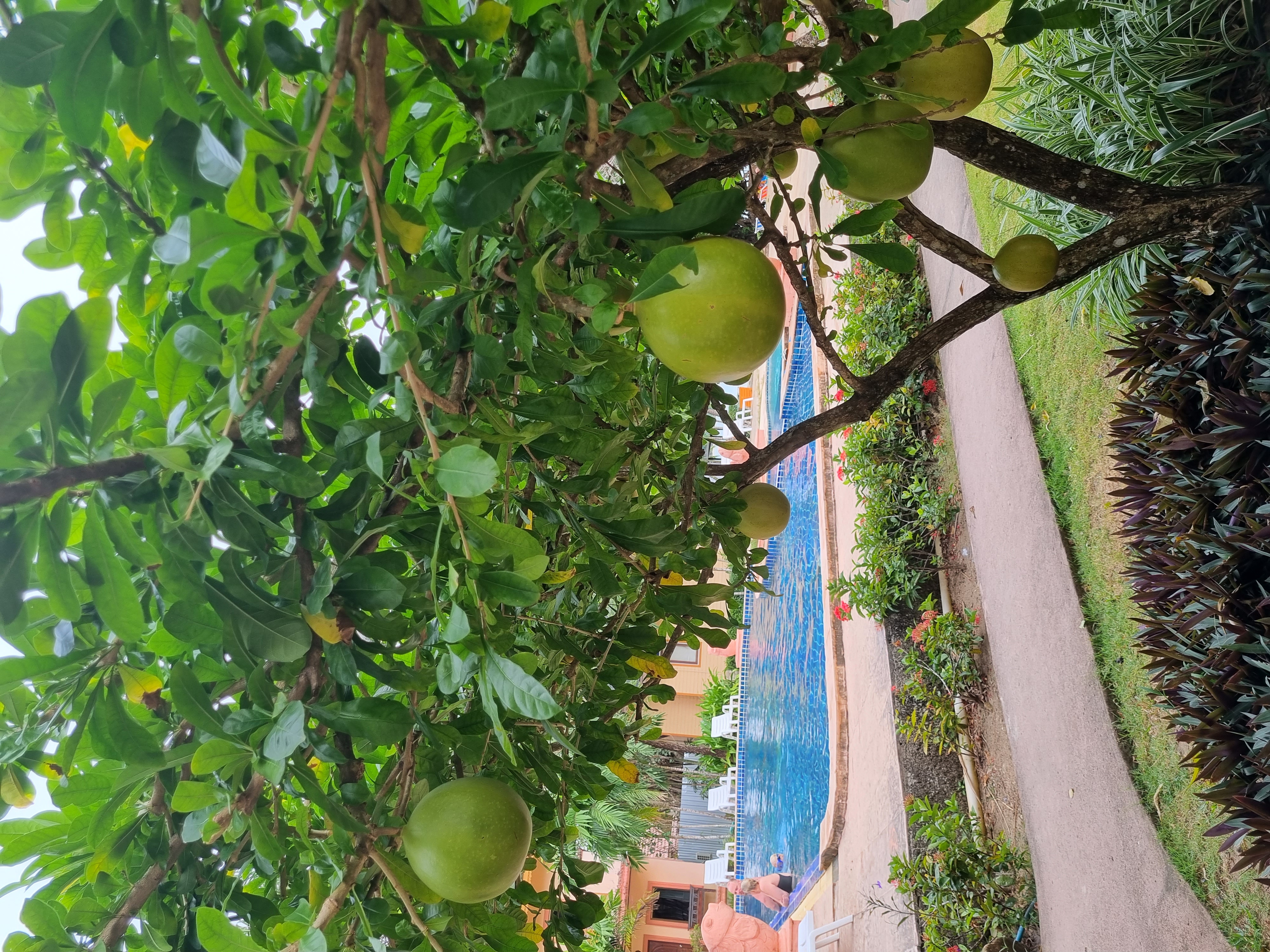 Фото Coconut Beach Resort