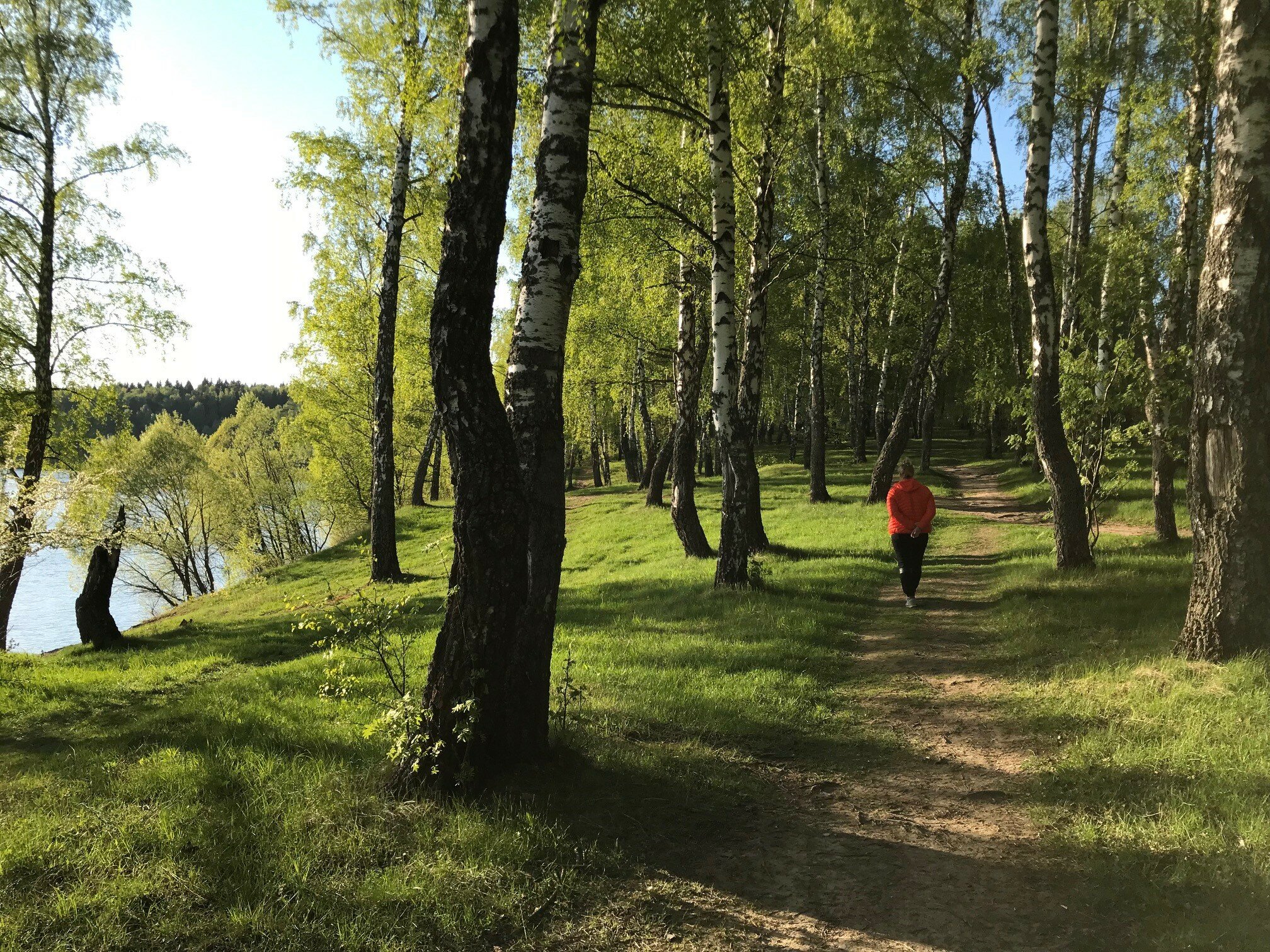 Фото Дельфин