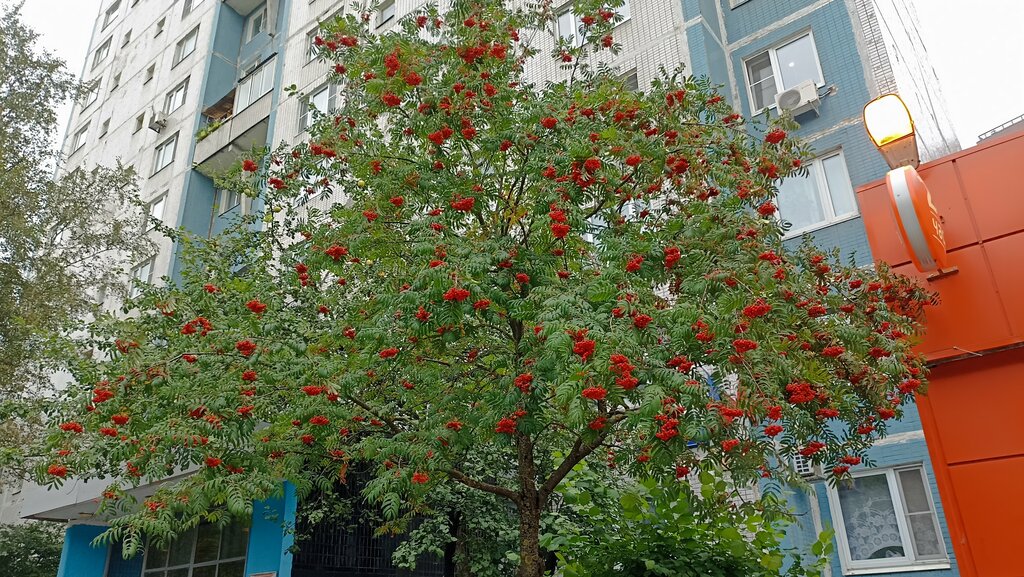 Общежитие Общежитие Московского авиационного института, Москва, фото