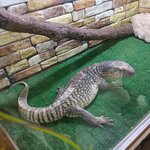 Мир рептилий (posyolok gorodskogo tipa Novomikhaylovskiy, Morskaya ulitsa, 38), zoo