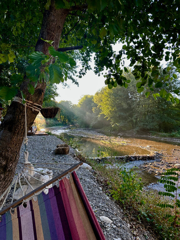 Фото Богатый лес