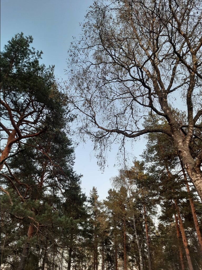 Park Бакшеевский парк, Moscow and Moscow Oblast, photo