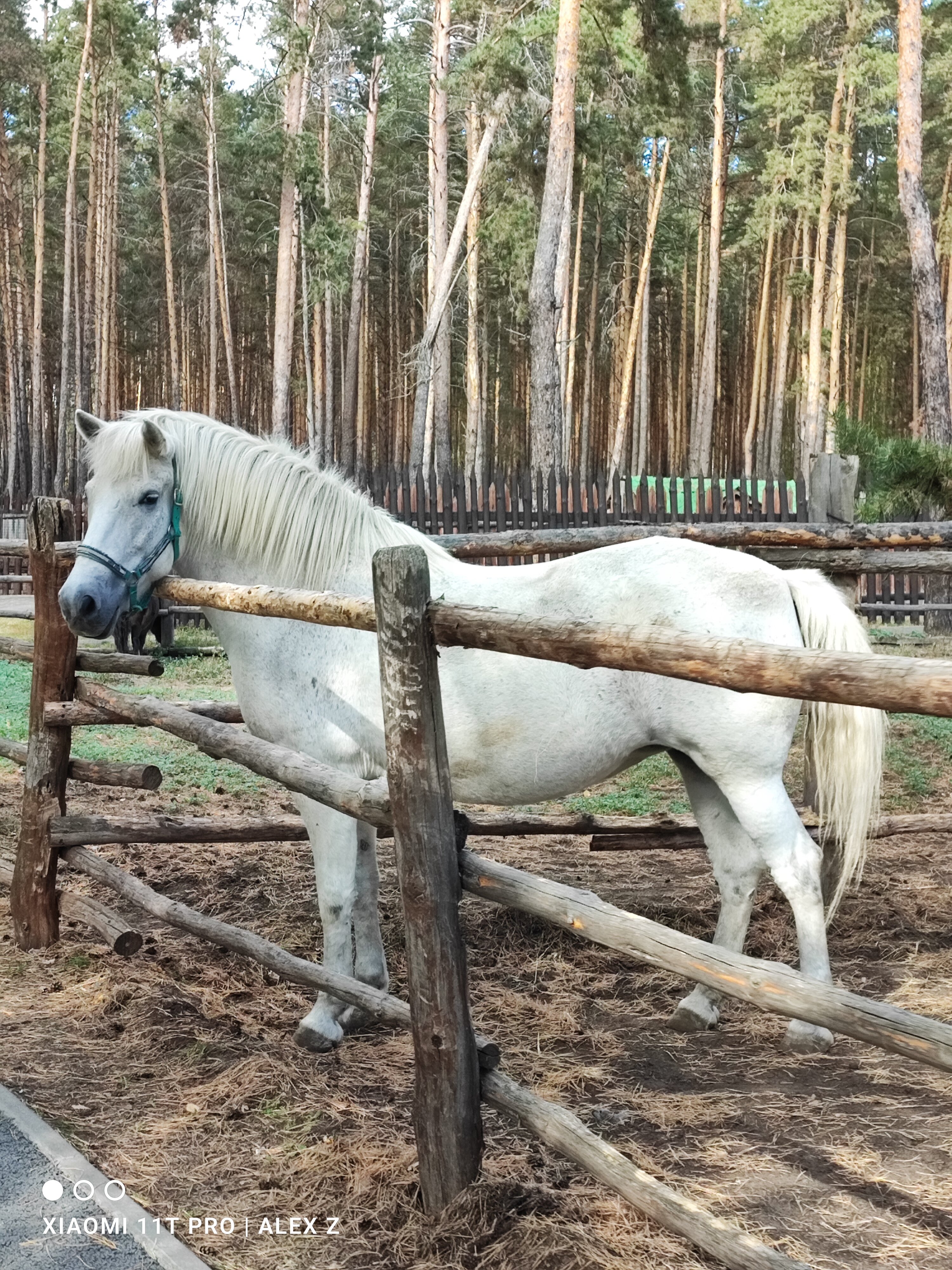 Фото Русская охота